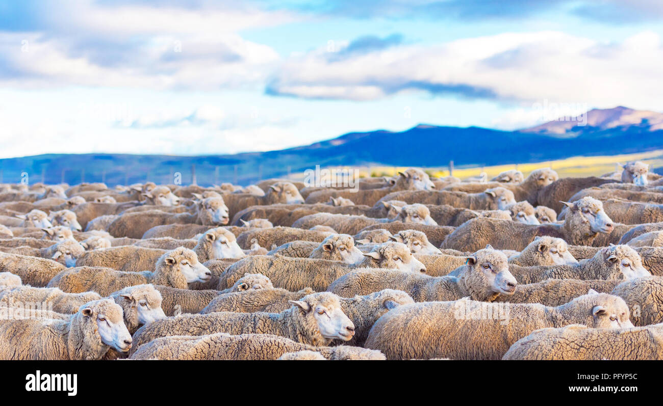 Gregge di pecore in Patagonia cilena. Con il fuoco selettivo Foto Stock