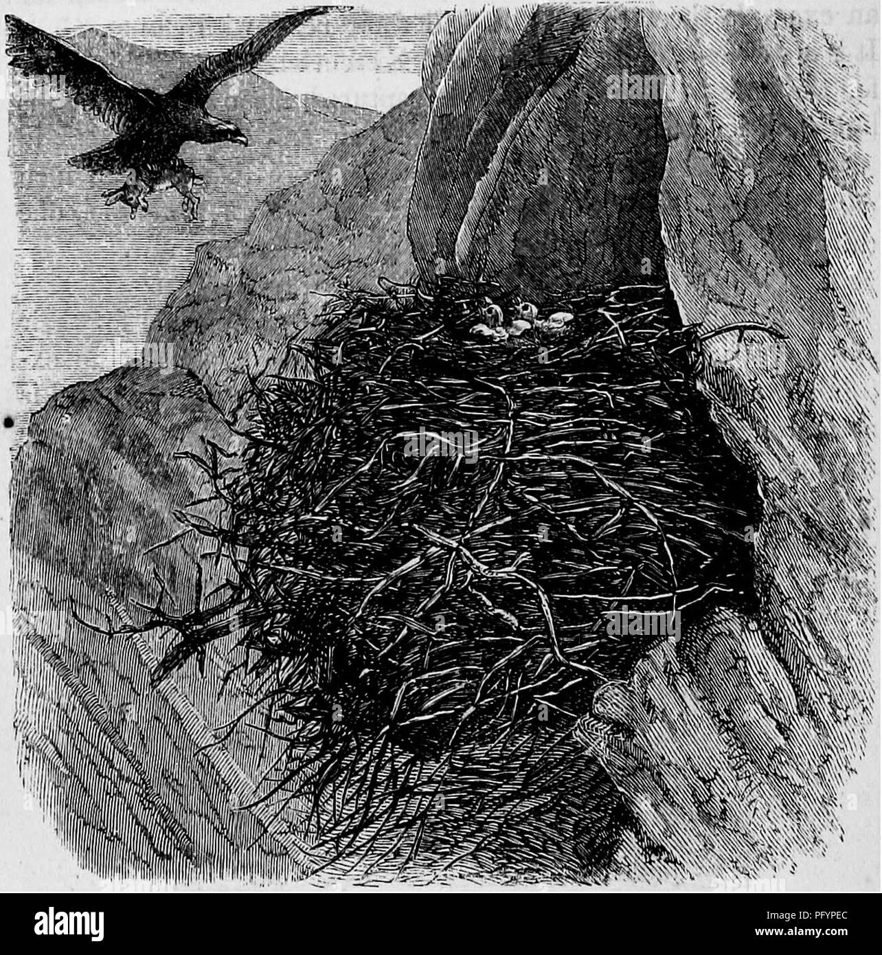 . Case senza mani : essendo una descrizione delle abitazioni di animali, classificati secondo il principio di costruzione . Animali. 638 case senza mani. ing visto dal di sopra, e anche le guardie che essa possa essere bersagliato da persone lasciano giù da corde. Per prendere un nido d'aquila è sempre un compito di estrema difficoltà, e uno che cerca di massima i nervi e la resistenza dello scalatore. Essa rende inoltre notevoli. L'Aquila. esige per il suo coraggio; per, se il genitore uccelli dovrebbero scoprire th^ intruso, essi sono sicuri di lui attentato, e potrebbe molto probabilmente dash lui a terra. Dovrebbe il grassetto Foto Stock