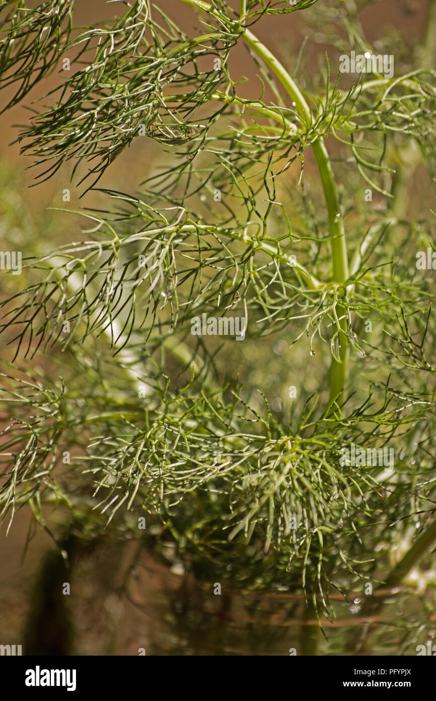 Il dolce del finocchio (Foeniculum vulgare) impianto Foto Stock