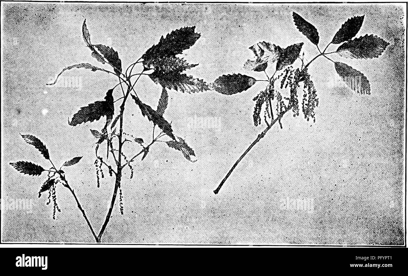 . Manuale di natura-studio per insegnanti e genitori, basato sulla natura di Cornell-studio di volantini. Lo studio della natura. Studio degli alberi 759. Fiori e foglie di castagno e rovere castagno che mostra le differenze. Foto di G. F. Morgan. Il filo centrale del amento. Nessuna meraviglia che sembra che le felpe! Spesso vi sono numerosi come una trentina di questi raggi amento della stella rosette; quelli inferiori provengono dalla axils delle foglie; ma verso le punte del ramoscello, le foglie vengono ignorati e i amenti hanno il possesso. In un amento ho stimato che vi erano circa 2.500 stami sviluppa ogni antera p Foto Stock