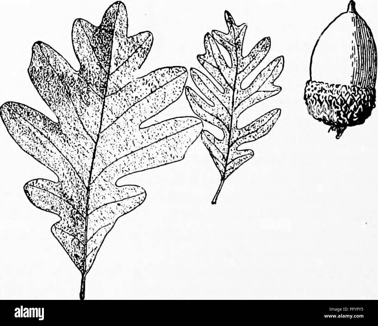. Manuale di natura-studio per insegnanti e genitori, basato sulla natura di Cornell-studio di volantini. Lo studio della natura. La quercia di insegnante di storia - ha il simbolo della forza resistente poiché l uomo prima contemplò il suo nobile proporzioni, la quercia più di altri alberi è stato entangled umani nel mito e leggenda e fantasia. Essa è stata considerata come l'albero speciale di Zeus dai greci. Virgilio cantava così: "piena nel mezzo della propria forza egli sta Stretching i suoi forti braccia e mani frondoso, la sua ombra protegge le pianure, la sua testa le colline comandi." Mentre in Inghilterra primitiva la strana culto di Foto Stock