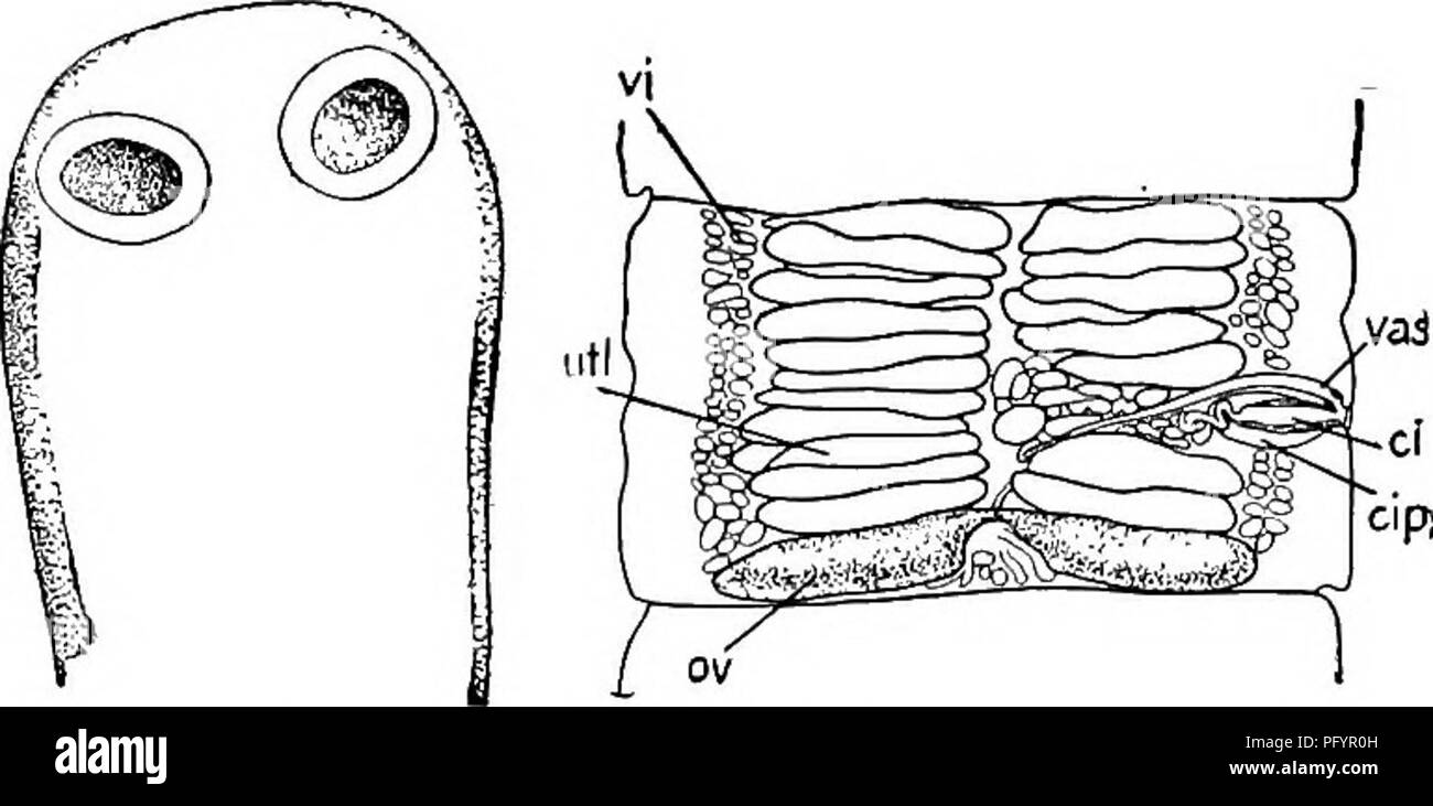 . Di acqua fresca biologia. Biologia di acqua dolce. FLATWORMS PARASSITA 435 34 (41) funzionale o quinta ventosa apicale, assente o ornamentali 35 {38) testicoli numero 100 o più. 36 (37) poro genitale sul margine laterale vicino al centro di proglottid. Proteocephalus niacrocephalus (Creplin) 1825. Per quanto 40 cm. lungo i 1,8 mm. ampia, o forse più. Proglottids molto numerosi; prima molto più ampio rispetto a lungo; maturo, più ampio rispetto a lungo o quasi quad- rate; mature, più lungo che largo. Ventose 0,095 a o.io5 mm. di diametro. Quinto sucker ornamentali. Testicoli 100 120, irregolarmente sparsi tra vitellaria, Foto Stock