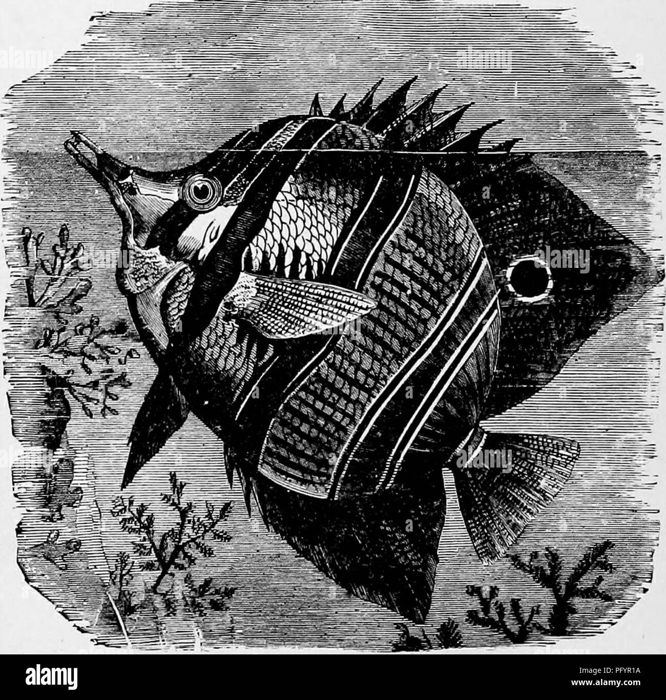 . Il popolare di storia naturale . Zoologia. 455 i fatturati CH^TODON. Curiosamente il muso allungato viene impiegato da questo pesce in modo piuttosto imprevedibile, essendo usato come una pistola o la prua, una goccia di acqua prendendo il posto della freccia o bullet. Forse l'analogia più prossima è con il cele- brated, "sumpitan,"orblow-gun, delcarrello Macoushi indiani, un tubo attraverso il quale una freccia è azionato dalla forza del respiro. Il Becco Chsetodon alimenta in gran parte sulle mosche e altri insetti, ma non è costretto a dipendono, come è il caso con quasi ogni altro pesce, la caduta accidentale della sua preda nel wa Foto Stock