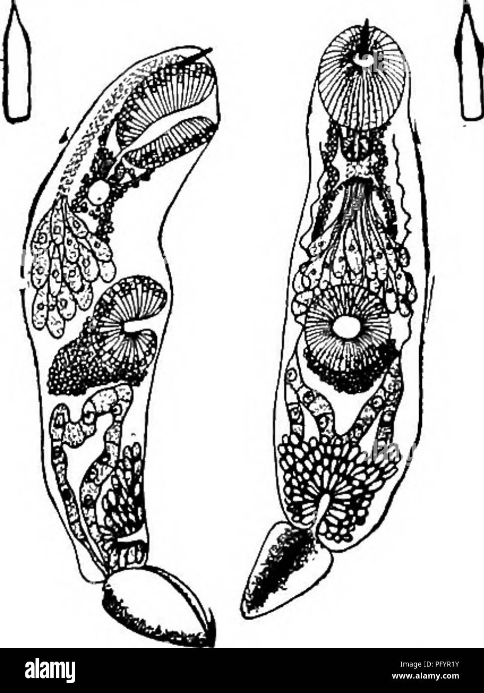 . Di acqua fresca biologia. Biologia di acqua dolce. 222 (221) stiletto Cercaria pesanti platyura Leidy 1890. Lunghezza di 0,8 mm., corpo 0.4 da 0,12 ram., coda 0,36 da 0,06 mm. in corrispondenza della base, larghezza con mem- branous alae 0,14 mm. Corpo ovoidale, a testa arrotondata, ventosa orale di grandi dimensioni (0,08 mm.) con lo stiletto di pesanti. Acetabolo o.o5 mm. La coda lunga quasi un corpo, stout, rastremata, ondulati, con ampia, costate, membrana laterale. Presa libera in un pool di Lymnaea, a Fort Bridger, Wyo. 223 (218) la coda corta e peculiarmente modificati. Microcercous cercariae.. Fig. 724. Cercaria Irigonura, laterale e ventrale di opinioni. X 170. Ciascuna con ity Foto Stock