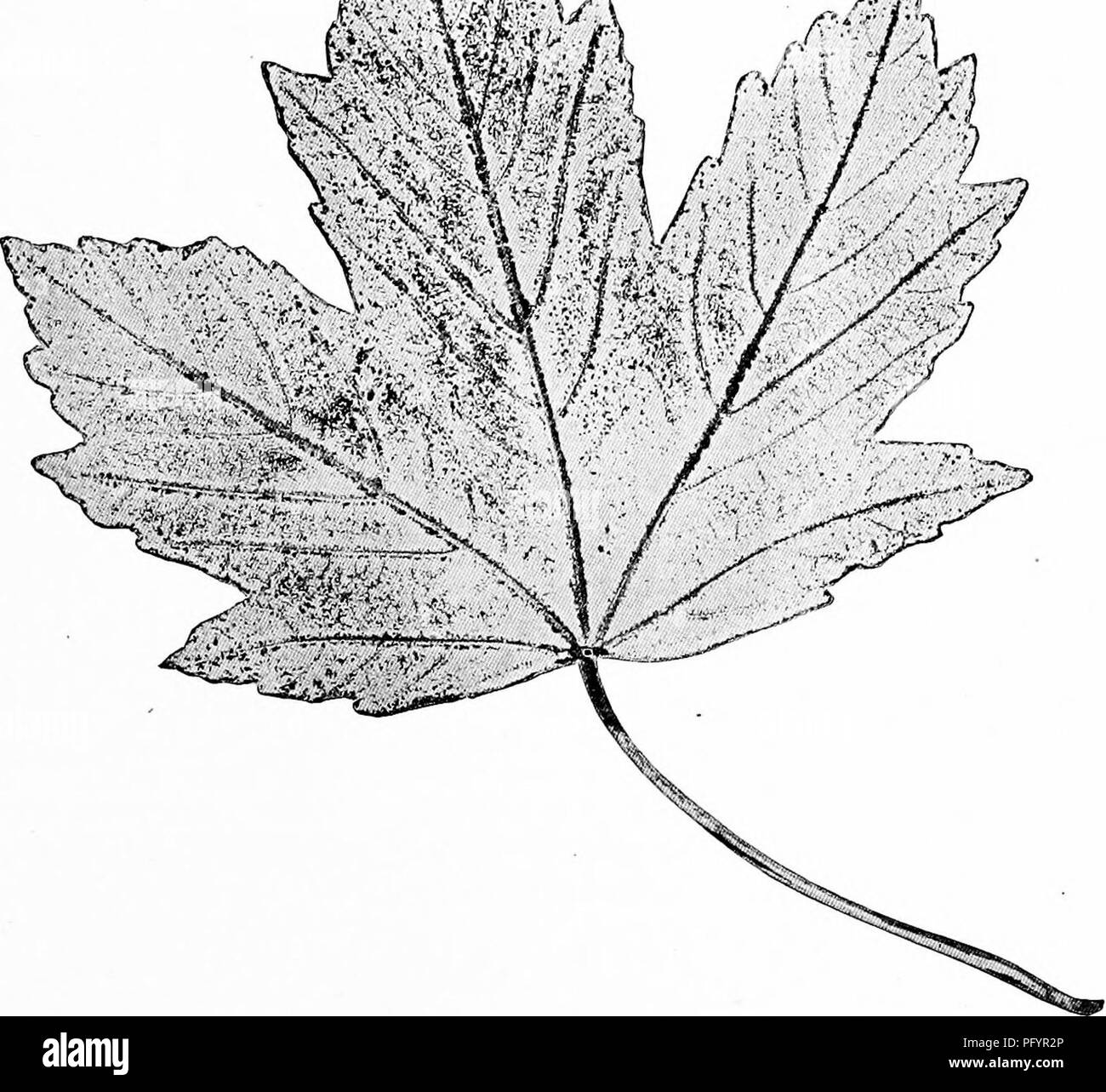 . Manuale di natura-studio per insegnanti e genitori, basato sulla natura di Cornell-studio di volantini. Lo studio della natura. Studio degli alberi 735 3. Due sei pollici rulli in gomma, come i fotografi di utilizzare per il montaggio delle stampe, che costano 15 centesimi di euro ciascuna. Una lettera di stampa può essere utilizzato al posto di un rullo. 4. Una piccola bottiglia di cherosene per diluire l'inchiostro, e una bottiglia di benzina per la pulizia del vestito dopo l'utilizzo, avendo cura di conservare la loro sicurezza dal fuoco. 5. Fogli di carta 8^x11 pollici. La carta deve essere di buona qualità, con superficie liscia in modo che esso può assumere e mantenere una chiara out- /N- i'., /I^. Leaf pr Foto Stock