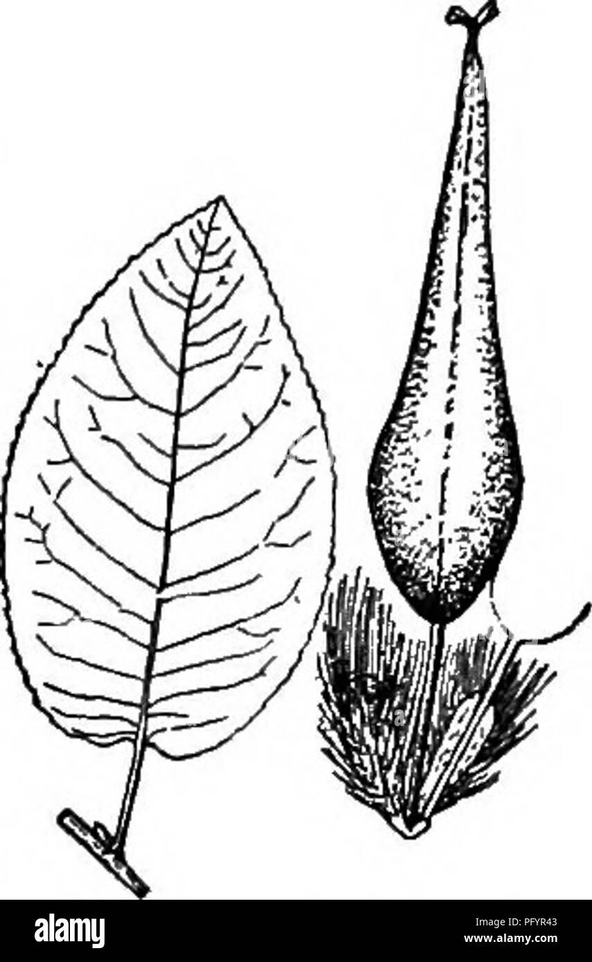 . Gray's nuovo manuale di botanica. Un manuale di piante da fiore e felci della centrale e nord-est degli Stati Uniti e del Canada adiacenti. La botanica. 653. S. balsamifera. iiate, con un ampiamente arrotondati base, 4.5-12 cm., 2-4,5 cm., corto-acumi- nate, ghiandolare-, dentellate subcoriaceous, glabrous tutta, verde scuro e brillante sopra, glaucous sotto il giovane nero di essiccazione; stipules grandi, orecchio-sagomato, dentato; aments fitta, spessa- cilindrico, molto setosa, il staminate 3,5-5 cm. lungo la pistillate diventando 4-7 cin. lunga ; capsule attenuare-rostrate, 9-11 mm. lungo, verdognolo, essiccazione Foto Stock