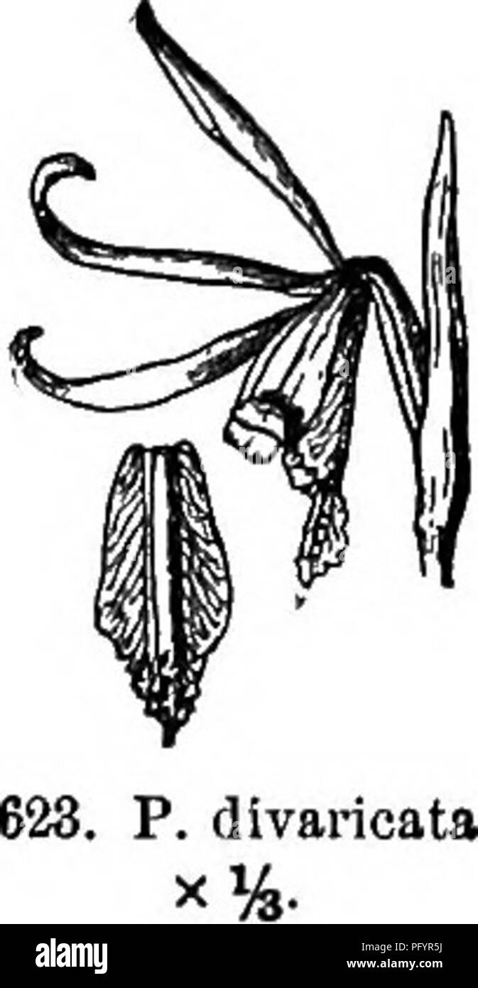 . Gray's nuovo manuale di botanica. Un manuale di piante da fiore e felci della centrale e nord-est degli Stati Uniti e del Canada adiacenti. La botanica. 312 ORCHIDACEAE (ORCHIS PAMILY ) * t- Leaf solitario. 3. P. divaric&amp;ta (L.) K. Br. Piante 3-6 dm. Alta, portante al di sopra del mezzo Un oblong-foglie lanceolate 6-18 cm. lungo e accanto il fiore una frondosa bract; sepali di colore bruno, ascendenti lineare-lanceolate, 4-5 cm. lungo, superando il spatulate magenta-rosa o petali di colore biancastro; Labbro cuneo-oblunga, i lobi" apicale e arrotondato, con un lineare- parzialmente scanalati papillose crest lungo il medio. - Swa Foto Stock