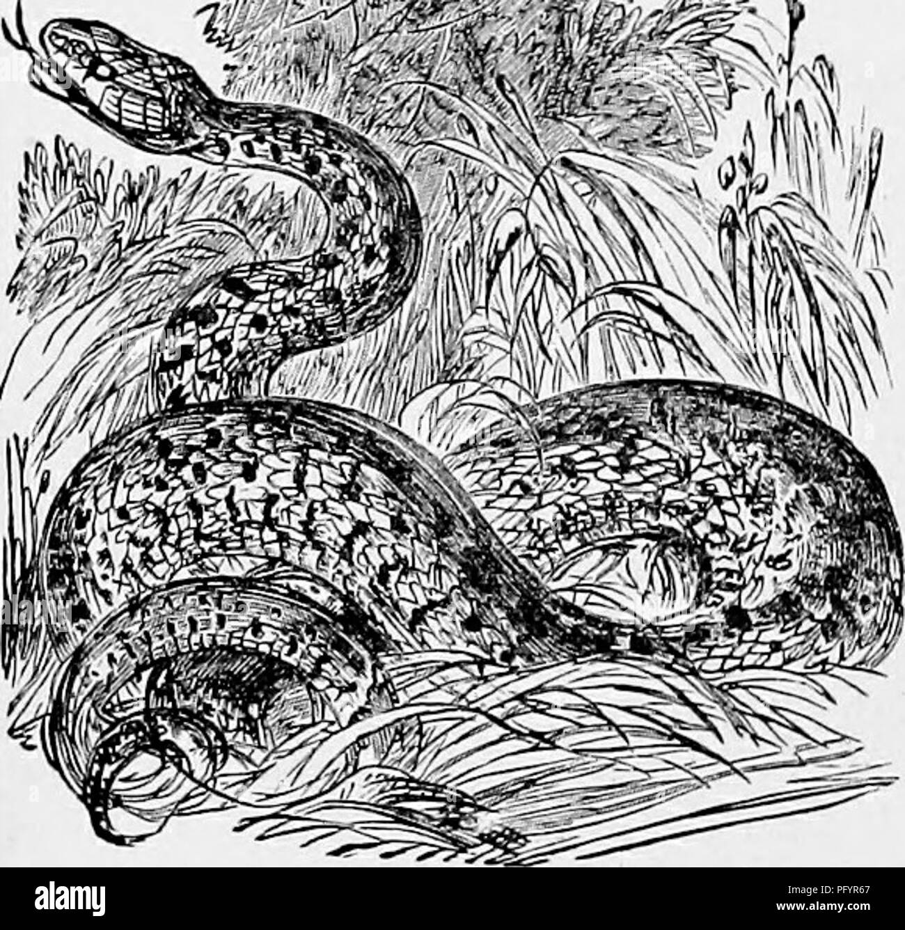 . Il popolare di storia naturale . Zoologia. 43S la inanellato o biscia. % Rane essendo il preferito in preda. Ho conosciuto i serpenti a mangiare il tritone comune e in tali casi la vittima è stato invariabilmente inghiottito testa prima, • mentre la rana si mangia solo in direzione opposta. Di solito la rana, quando perseguiti dal serpente, sembra perdere tutta la sua energia, e invece di saltare lontano, come farebbe se inseguita da un essere umano, crawl lentamente come un rospo, trascinando con sé dolorosamente lungo come se fosse paralizzato. Il serpente, sul coming up con la sua preda, si allunga il suo collo e tranquillamente afferra un piede di cerva di t Foto Stock