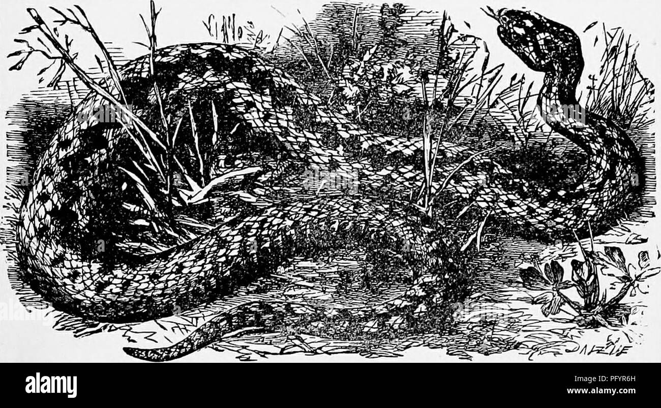 . Il popolare di storia naturale . Zoologia. La Viper. 435 Come la maggior parte dei rettili, se velenosi o non, la Viper è un molto timida creatura, sempre preferendo glide lontano da un nemico piuttosto che di attaccare e solo mordere quando azionata a farlo sotto grande provocazione. La testa del Viper offre un ottimo esempio di apparecchiatura velenosi dei serpenti velenosi ed è ben degno di dissezione, il che è meglio realizzata sotto acqua rispetto all'aria. Il veleno-zanne giacciono sui lati della mascella superiore, ripiegato e quasi indistinguibili fino a quando sollevato con un ago. Esse sono singolarmente fi Foto Stock