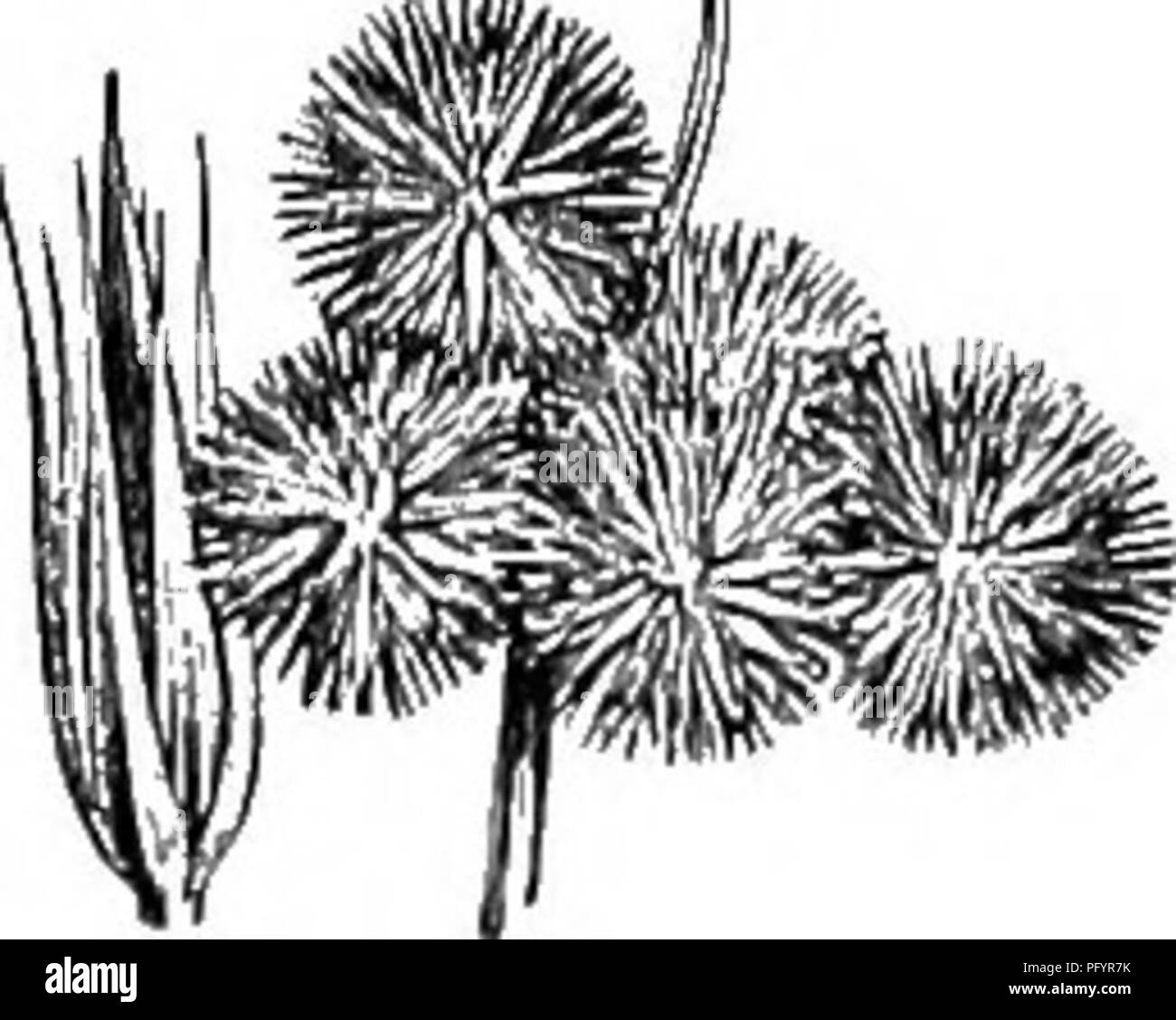 Questa illustrazione è tratta dal "Gray's Manual of Botany", che mostra le Juncaceae (famiglia Rush). La famiglia Rush è caratterizzata da foglie lunghe e strette e strutture floreali. Si trova comunemente nelle zone umide in tutto il Nord America centrale e nordorientale. Foto Stock