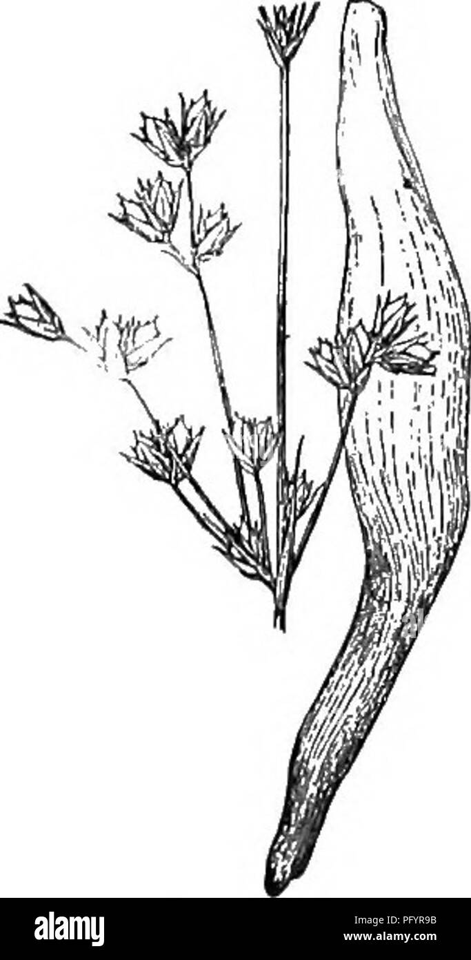 . Gray's nuovo manuale di botanica. Un manuale di piante da fiore e felci della centrale e nord-est degli Stati Uniti e del Canada adiacenti. Botanica. i74 JTJNCACEAB (Famiglia RUSH). Si prega di notare che queste immagini vengono estratte dalla pagina sottoposta a scansione di immagini che possono essere state migliorate digitalmente per la leggibilità - Colorazione e aspetto di queste illustrazioni potrebbero non perfettamente assomigliano al lavoro originale. Grigio, Asa, 1810-1888; Robinson, Benjamin Lincoln, 1864-1935; Fernald, Merritt Lyndon, 1873-1950. New York, American Prenota Co Foto Stock