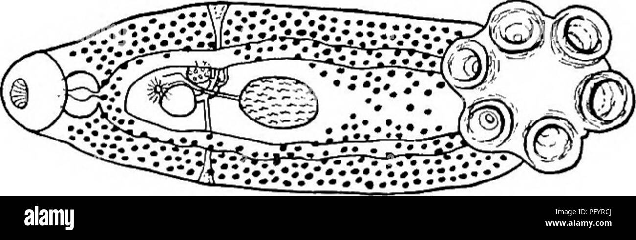 . Di acqua fresca biologia. Biologia di acqua dolce. 22 (16) ganci genitale disparità di lunghezza. P (Polystomoides) oMongum Wright 1879. Fino a 2,5 mm. di lunghezza e 1,5 mm.. Ventose caudale 0,2 mm. di diametro. Grandi ganci sul disco caudale 0,15 mm. e piccoli uncini 0,015 mm. a lungo. Genitale di coronet 32 ganci, alter- nately grandi e piccoli, con estremità libera bruscamente curvata. Dalla vescica urinaria di Aromockelys odoralus; Canada. 23(15) Grande ganci del disco caudale di dimensione ridotta o assente 24 (25) genitale ganci 16 in numero. P (Polystomoides) orhiculare Stunkard 1916. Lunghezza da 2,7 a 3,7 mm.; larghezza da 0,9 a 1,2 mm. Cauda Foto Stock