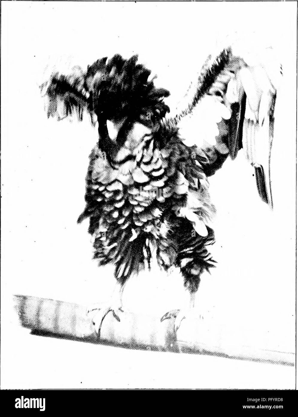 . Il nuovo libro di uccelli : un album di storia naturale . Gli uccelli. Le aquile 75 panico, e generalmente perdono le loro teste l)efV)re perdono la loro vita. Essi corrono fuori dal loro nascondiglio-luoghi e scurry qua e là. Poi, come una freccia da un invisibile b o w, l'Aquila mate s w oops verso il basso e le grandi griffe prendere pedaggio della paura liill lato-folk. Non è unco m m o n cosa, in- andando per le aquile di utilizzare s t r a t e g y. Uno di loro manovre è molto simile a un trucco praticato hy i Redskins nei giorni wdien tu- s a n d s di " Buffalo " roaming oltre le praterie. Quando il Foto Stock