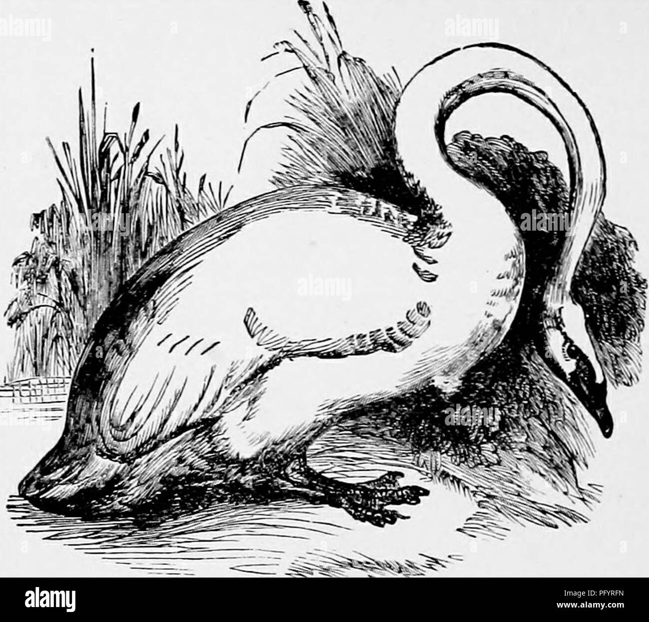 . Il popolare di storia naturale . Zoologia. 400 IL CIGNO.-L'WIIISTLIMG nuotato.. Il Cigno.-[Qgnusolcr. Il cibo del Swan è costituito per la maggior parte delle sostanze vegetali e l'uccello può essere prontamente fattenea d'orzo, come oidiiiaiy imliiy. Il giovane uccelli, chiamato cygnets, non dovrebbero essere uccisi dopo novembre, come poi essi perdono il loro grasso, e la carne si- proviene scuro e duro. Il nido del Cigno è una massa molto grande di canne, giunchi e graminacee impostato su banca, vicino all'acqua, in alcuni shel- strate spot. Generalmente l'uccello preferisce la riva di una piccola isola come un luogo di riposo per Foto Stock