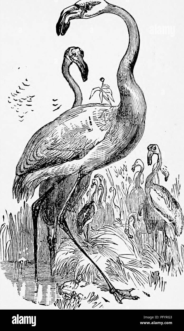 . Il popolare di storia naturale . Zoologia. Il BERNICLE GOOSE. 399 Altri lunghe zampe di uccelli, il Flamingo è un abitudine di stare in piedi su una gamba sola, altri beijig redatto e hid- den tra il piumaggio. Il curioso becco di questo uccello è di colore arancione-giallo alla base e nero all'estremità ; e le cere è color carne. Quando nel pieno del piumaggio di colore scarlatto brillante, con l'eccezione del tubetto di piume e che sono molo nero. Un full-cresciute bird misurerà da cinque a sei metri in altezza. Il Bernicle Goose si trova sulle nostre coste, e sembra preferire il western di coste orientali. T Foto Stock