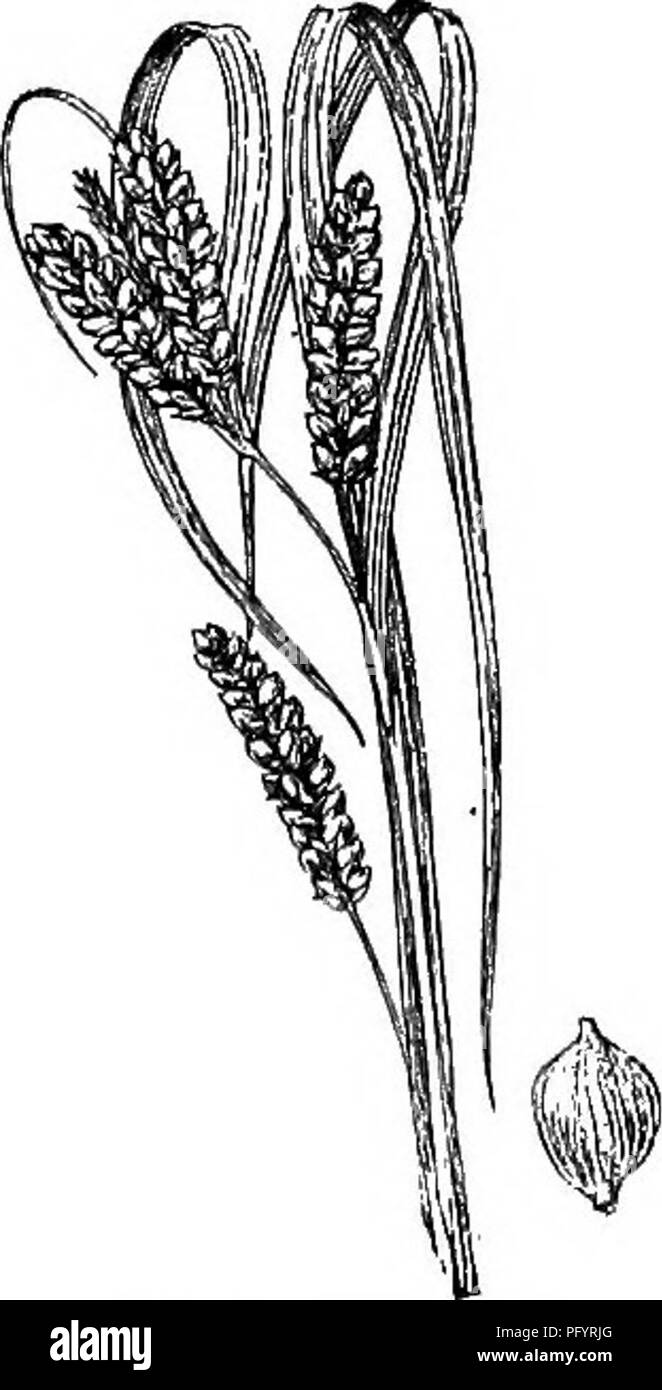 . Gray's nuovo manuale di botanica. Un manuale di piante da fiore e felci della centrale e nord-est degli Stati Uniti e del Canada adiacenti. Botanica. Luoghi, N. B. A Ont., s. Per Pa. e la.; e in mts. a N. C, May-Aug. Fig. 493. 1/ 132. C. grisea Wahlenb. Stout, 3-8 dm. alta; foglie 3-7 mm, largo, sliglitly glaucous; brattee ampia e foglia- come divergenti, molto superiore il culm ; stamiiiate spike piccole e sessili; picchi pistillate 3-5, oblunga, 0.7-2.5 cm., 4-7 mm. di spessore, il più alto di solito due contigue al staminate spike e sessili, gli altri piuttosto remoto e Foto Stock