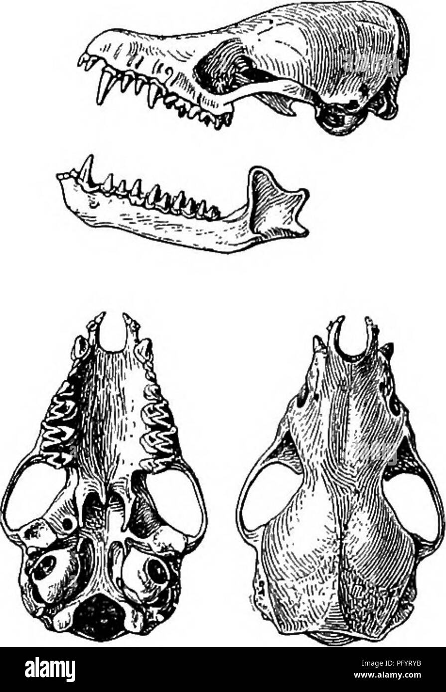 . Le famiglie e i generi di pipistrelli . I pipistrelli; i pipistrelli. 202 bollettino 51, STATI UNITI MUSEO NAZIONALE. il bordo di taglio, il terzo molto più ampia, subterete, con tre o quattro tubercoli. I canini ben sviluppato, semplice, con distinte anche se piuttosto piccola cingulum e non secondario di cuspidi. Guancia denti entrambi al di sopra e al di sotto del normale rigorosamente, m1 e m 2 piuttosto stretta sul bordo interno e con hypocone assente o molto imperfettamente sviluppati, a 8 con tre commessure e quattro o cinque cuspidi, secondo le diverse condi- zione del metacone, m 3, con il secondo triangolo più piccolo di prima, ma con tutti gli elementi del th Foto Stock