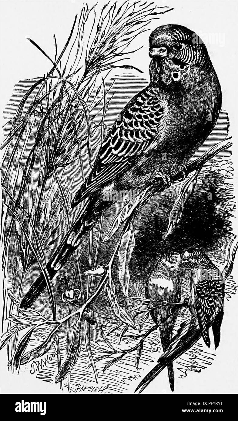 Una rappresentazione del Parrakeet d'erba (Melopsittacus undulatus), originario dell'Australia, comunemente trovato nelle voliere di tutto il mondo. Conosciuta per i suoi colori vivaci, questa specie prospera nelle praterie ed è un popolare uccello da compagnia. Foto Stock