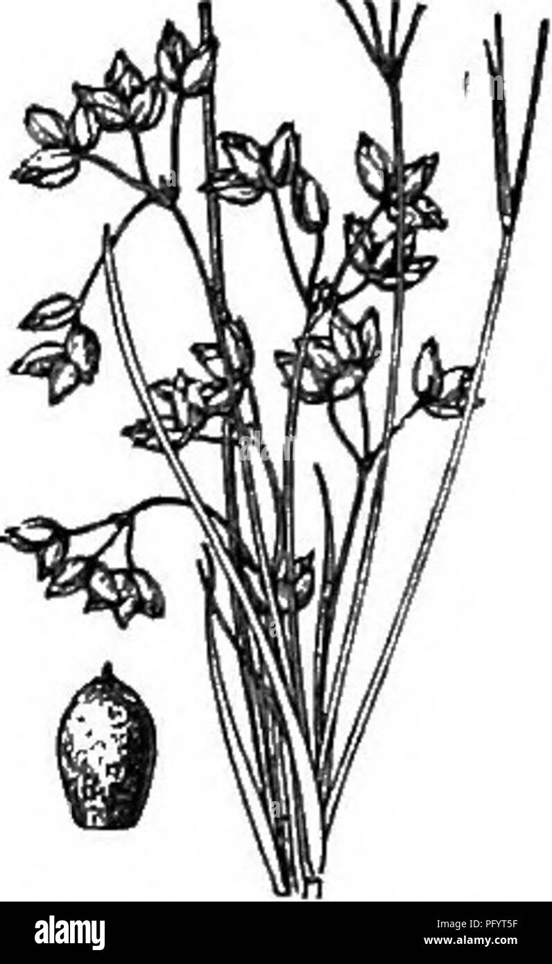 . Gray's nuovo manuale di botanica. Un manuale di piante da fiore e felci della centrale e nord-est degli Stati Uniti e del Canada adiacenti. La botanica. :^'2S. C. mariscoides.. 16. SCLERIA Bergius. Bussola dado fiori monoica; la fertile spikelets 1 a fiore, solitamente intermiscelati con cluster di pochi a fiore spikelets staminate. Bilancia in modo lasco, embricata il vuoto inferiore. Stami 1-3. Lo stile 3-schisi. Achene globulare, pietroso, osseo, o smalto-come nella trama. Â Le piante perenni, con triangolare culms frondoso, principalmente da creeping portinnesti ; Fioritura in estate; tutte in bassa massa o paludi. Infiorescenza, Foto Stock