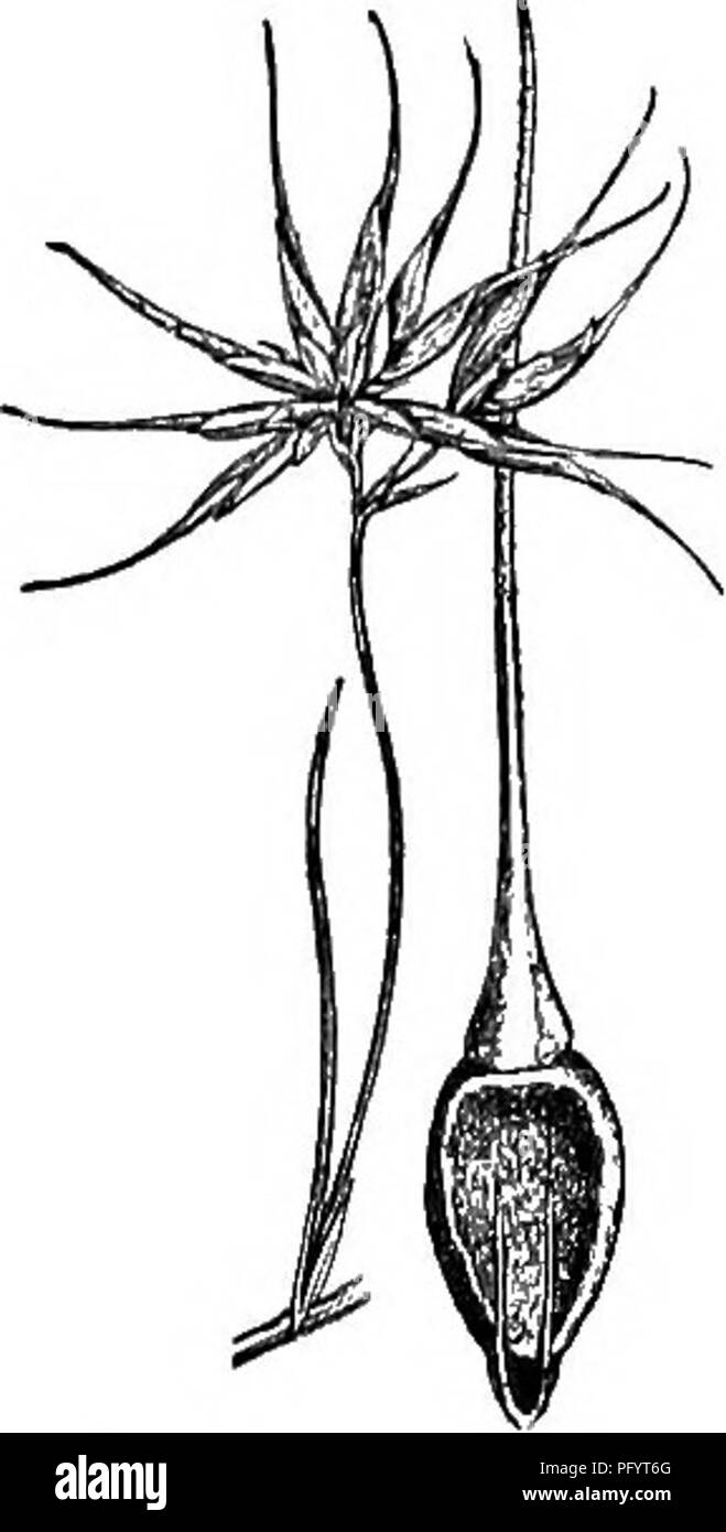 . Gray's nuovo manuale di botanica. Un manuale di piante da fiore e felci della centrale e nord-est degli Stati Uniti e del Canada adiacenti. La botanica. CYPEEACEAE (SEDGE FAMIGLIA) 199 14. RYNCh6SP0RA Vahl. Becco Spikelets Rush panioled o variamente raggruppati, ovali, globulare, o a forma di fuso, terete, o talvolta flattish ; ma le scale aperte o a malapena il controbattitore (non barca- conformato né keeled) ; la parte inferiore in modo lasco comunemente embricata e vuoto, il più in alto che sottende spesso imperfetta fiori. Cade di setole. Stami prevalentemente 3. Achene lenticolare, globulare, o piatto, incoronato witl^ una cospicua t Foto Stock