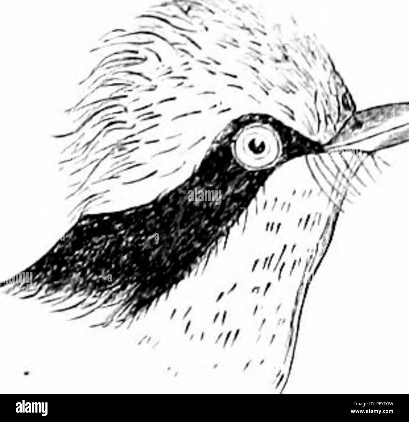 Questa guida completa degli uccelli fornisce informazioni dettagliate sulle specie di uccelli del Nord America, comprese le specie viventi e fossili degli Stati Uniti, del Canada, della Groenlandia e della bassa California. Copre l'anatomia degli uccelli, la classificazione e le tecniche pratiche di ornitologia sul campo per la raccolta e la conservazione degli uccelli. Foto Stock