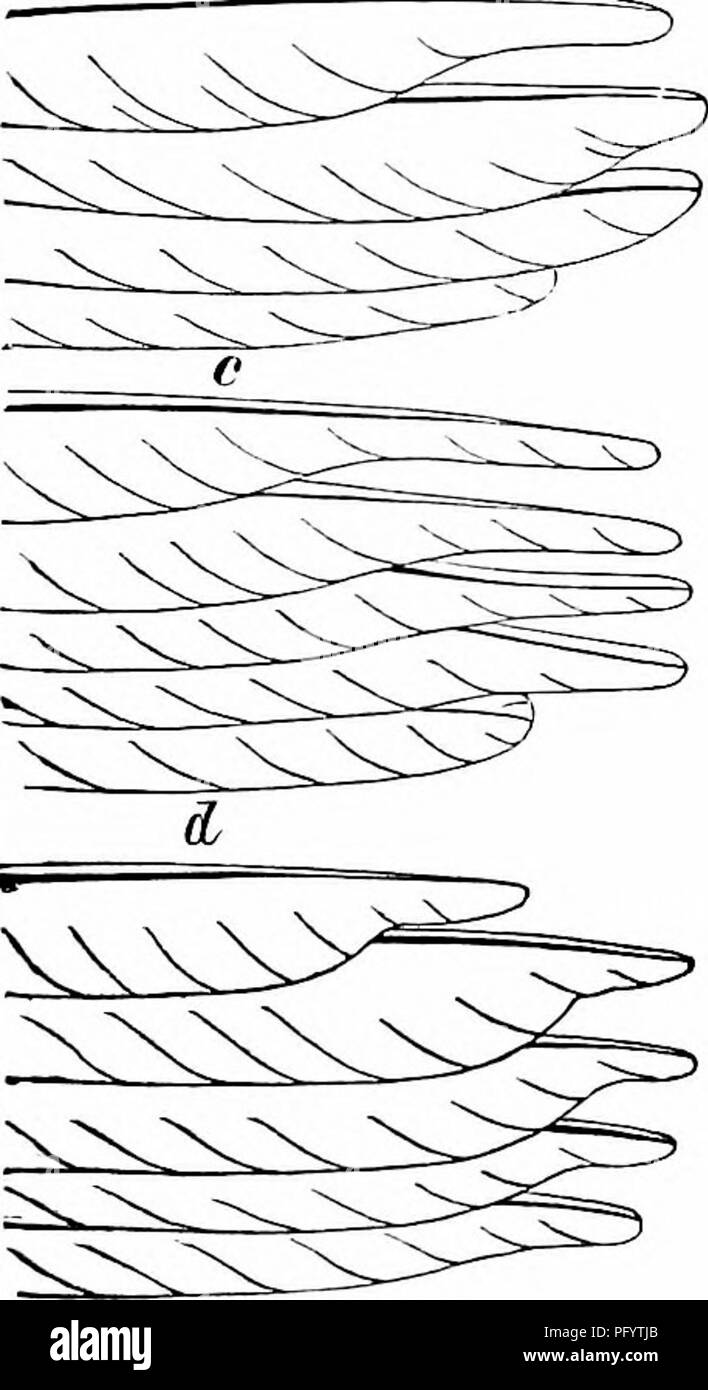 Una guida completa agli uccelli del Nord America, che descrive in dettaglio le specie viventi e fossili dagli Stati Uniti alla Groenlandia e alla bassa California. Questa chiave include anche una descrizione della struttura e della classificazione degli uccelli e un manuale per la raccolta e la conservazione degli uccelli. Foto Stock