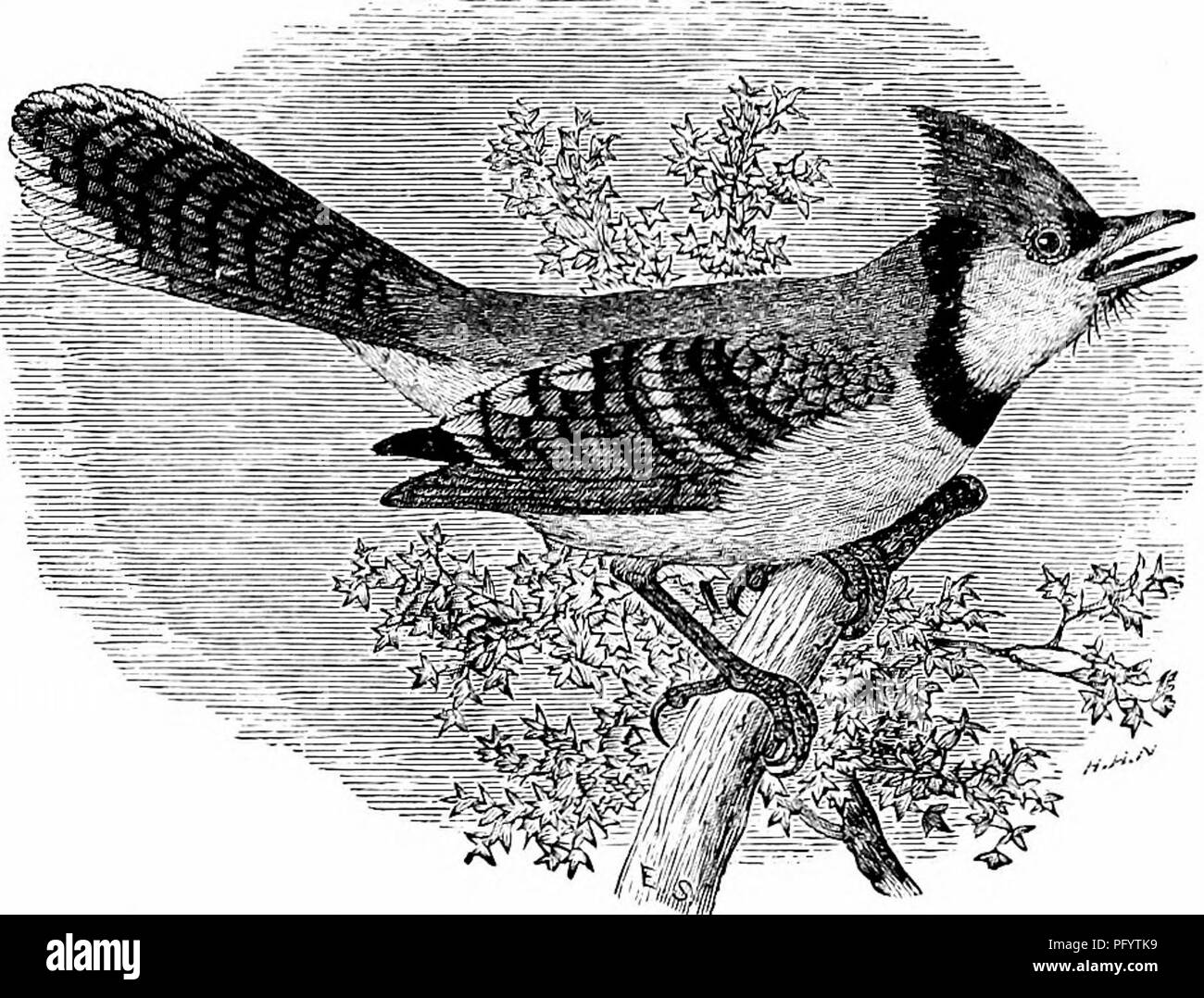 Questa guida fornisce un riferimento essenziale per gli uccelli nordamericani, con descrizioni delle specie, strutture anatomiche e tecniche di campo per la raccolta e la conservazione degli uccelli. Comprende specie viventi e fossili. Foto Stock