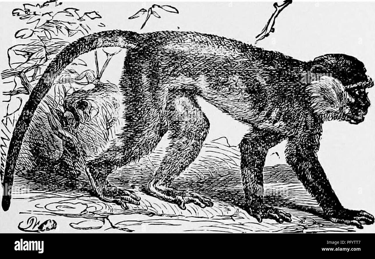 Questa illustrazione mostra la scimmia Vervet (Cercopithecus engythithia), che mostra la sua colorazione variabile. Alcuni individui sono pallidi, mentre altri mostrano una tonalità più scura. Il Vervet è strettamente correlato al Grivet, con il quale condivide una colorazione simile, in particolare nella testa e nella gola. L'immagine contribuisce a comprendere la morfologia del Vervet e la sua relazione con la specie di scimmia Grivet. Foto Stock