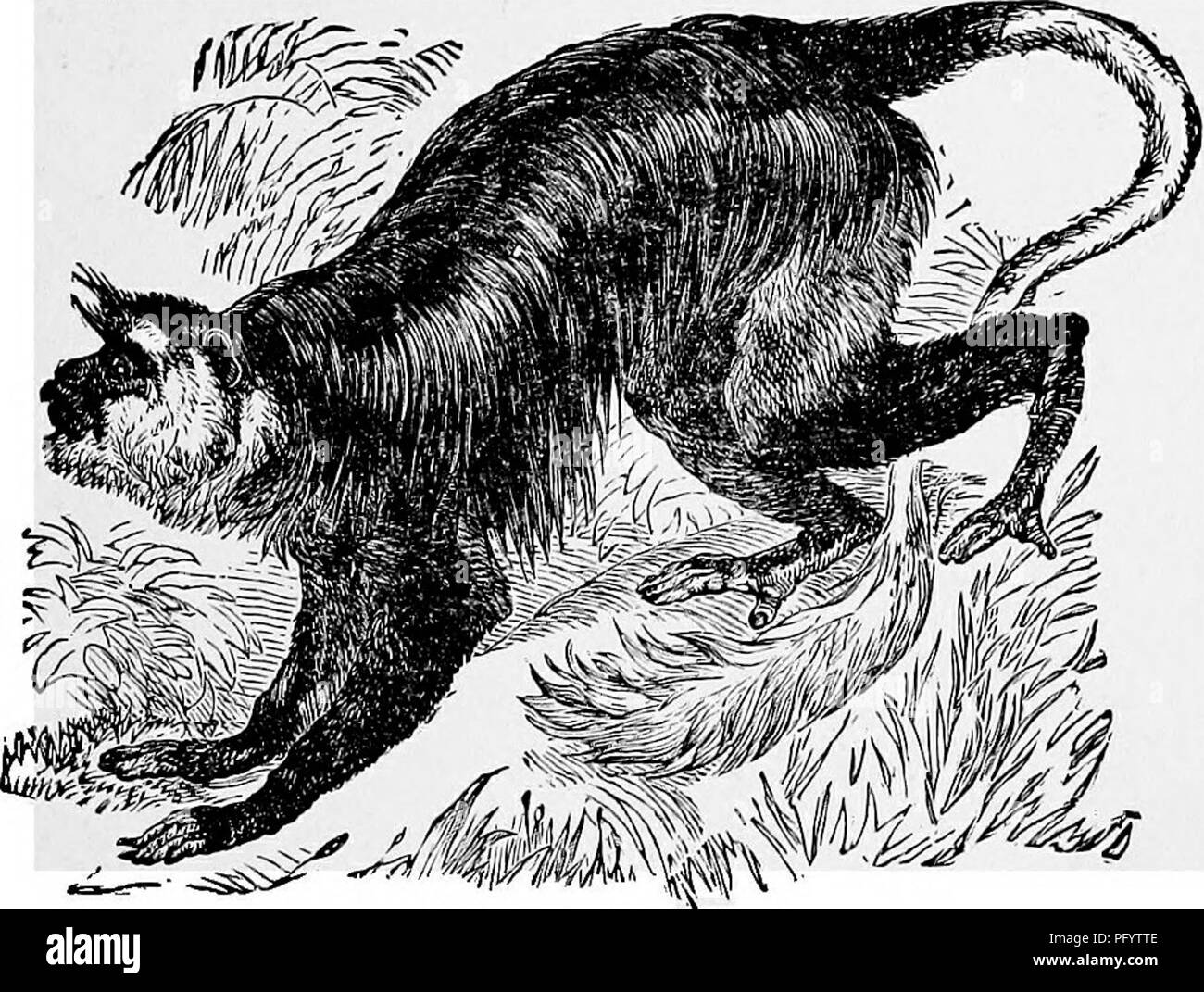 La scimmia Colobus, in particolare la specie Kahau, è nota per il suo caratteristico naso lungo e lo stile di vita attivo. È un grande primato che può saltare su lunghe distanze nel suo habitat. Il suo vivace colore della pelliccia e le sue caratteristiche uniche lo rendono una specie affascinante negli studi zoologici. Foto Stock