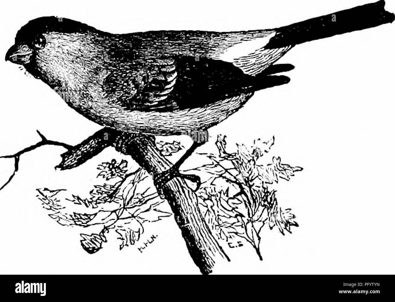 Questo lavoro è una guida completa agli uccelli nordamericani, che descrive ogni specie conosciuta dal continente. Comprende uccelli viventi e fossili trovati dagli Stati Uniti e dal Canada alla Groenlandia e alla bassa California. Il libro copre anche l'ornitologia generale e i metodi per la raccolta e la conservazione degli esemplari di uccelli. Foto Stock