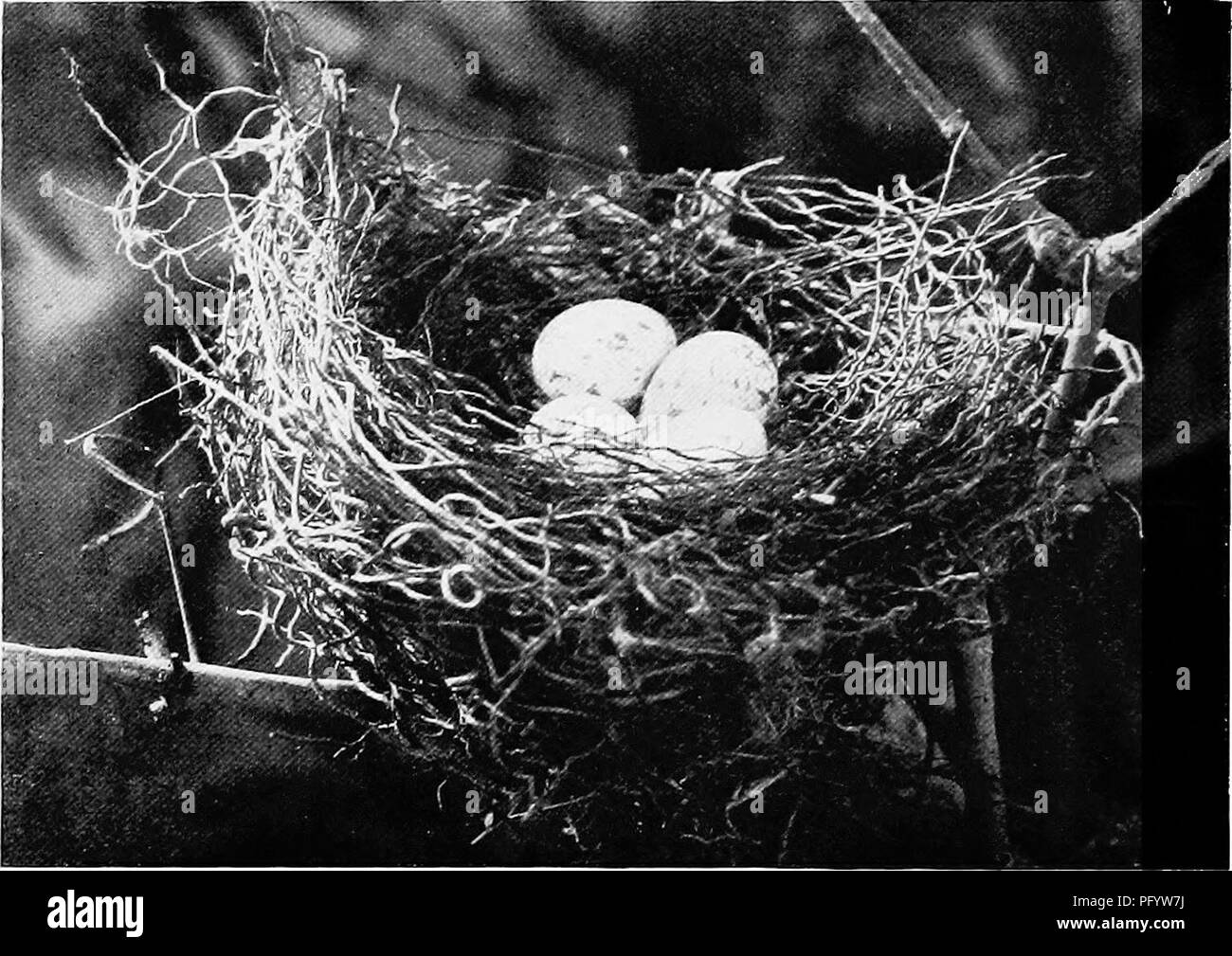 . Gli uccelli di Australia. Gli uccelli. 410 LA BIKDS DELL AUSTRALIA frequentemente costruire il loro fragile ramoscello nidi nello stesso albero di foresta. Essi sono di solito costruita su una forcella in prossimità della estremità di un ramo. Le uova variano notevolmente da molto la luce verde al marrone e il marrone rossastro contrassegni variano in dimensioni e tonalità. Essi misurano 1,2 o 1,3 x 0,8 pollici. Famiglia Dicniridce. Bill con un intaglio nella mandibola superiore. Narici più o meno è ricoperta di setole. La coda a forcella, consistente del numero inconsueto di dieci piume.. In situ. D. Le Souef. Di'ongo Shrike: Chibia hracteata. Il Drongo. Chibia hracteata. Aiistralia, Foto Stock