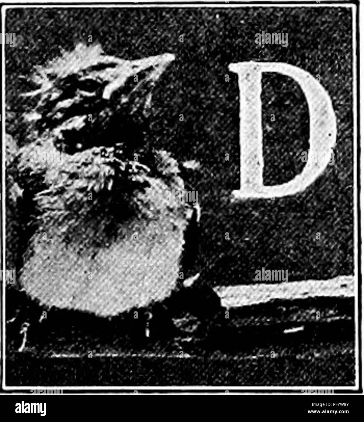 . Manuale di natura-studio per insegnanti e genitori, basato sulla natura di Cornell-studio di volantini. Lo studio della natura. Lo studio di uccelli 125. Il Baltimore rigogolo insegnante del racconto "io conosco il suo nome, so Ms nota, che così con rapture prende la mia anima, come fiamma l oro sotto la sua gola, la sua lucida fronte è nero come il carbone. O Rigogolo, è la canzone che si cantava me da pioppi neri americani, troppo giovane per sentire che ero giovane, troppo felici di indovinare se la vita fosse buona." âWilliam Dean Howells. Pesca sportiva dalla slanciata, depressione rami di olmo in inverno, questi nidi di tasca simile a qualche strano frutto persistente; Foto Stock