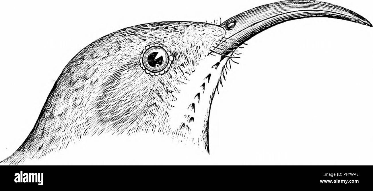Questa guida completa fornisce informazioni dettagliate su tutte le specie di uccelli viventi e fossili presenti in Nord America, tra cui la Groenlandia e la bassa California. Include ornitologia generale, tecniche di campo per la raccolta di uccelli e classificazioni sistematiche di famiglie di uccelli come Passeres e Oscines. Foto Stock