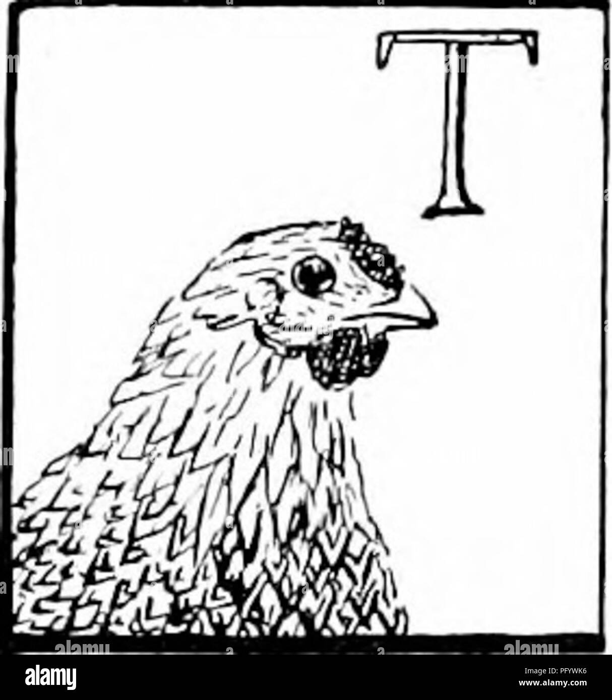 . Manuale di natura-studio per insegnanti e genitori, basato sulla natura di Cornell-studio di volantini. Lo studio della natura. 36 Handbook of Nature-Study gli occhi e le orecchie di uccelli di insegnante di storia ' Ha di gallina gli occhi sono collocati in corrispondenza del lato di testa in modo che lei non è in grado di vedere lo stesso oggetto con entrambi gli occhi allo stesso tempo, e quindi ha l'abitudine di guardare noi prima con un occhio e poi l'altro per essere sicuro che lei vede correttamente; anche la posizione della gallina agli occhi di darle un comando del suo intero ambiente. Tutti gli uccelli hanno molto più aspra occhi più abbiamo; e possono regolare i loro occhi per sia vicino o lontano ad elevata visibilità Foto Stock