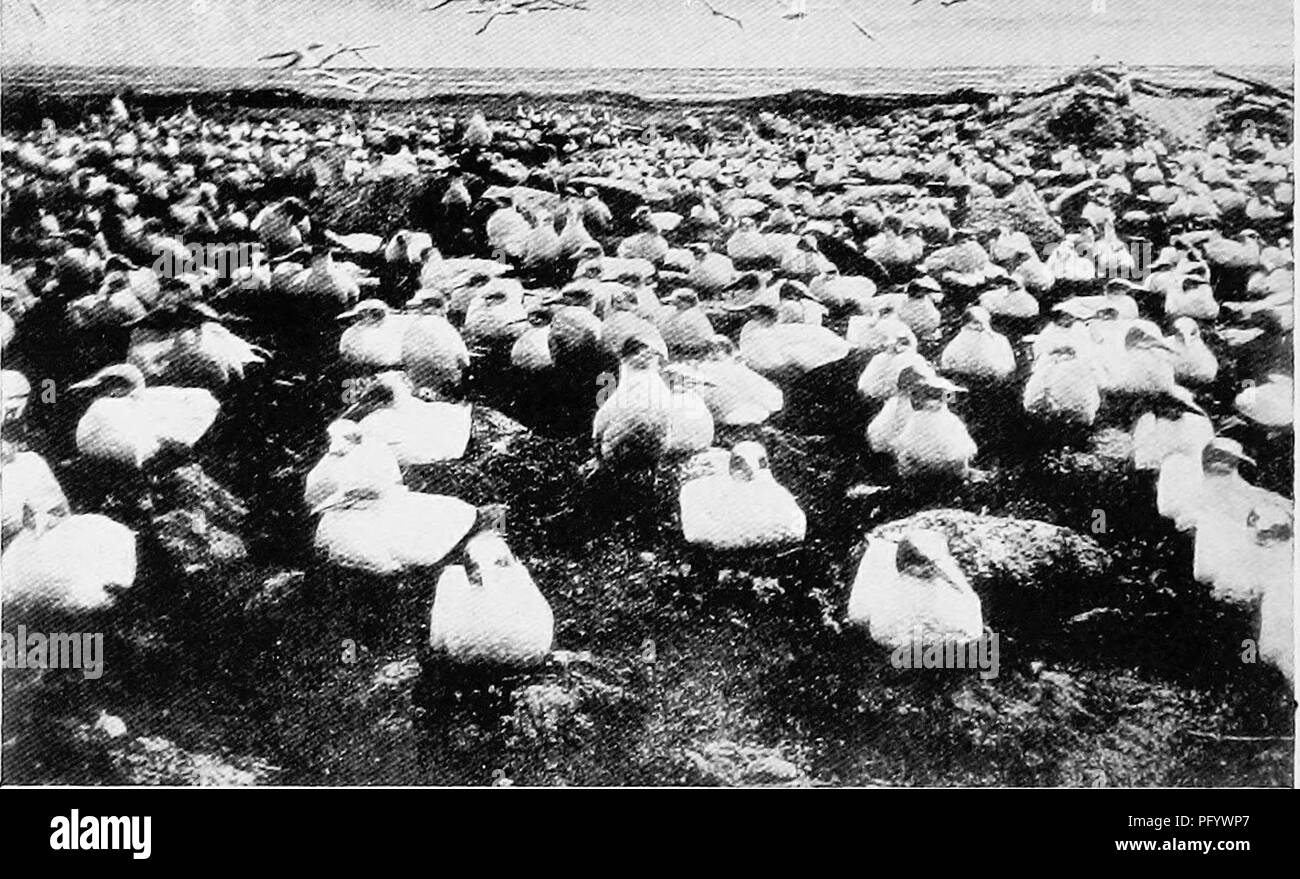 . Gli uccelli di Australia. Gli uccelli. 160 UCCELLI DI AUSTRALIA vederli in tali numeri come qui solo ora. Quando su una buona secca di pesce hanno letteralmente capovolto da decine e decine di nell'acqua, ricordando il guardiano di una doccia enorme di neve- fiocchi in fusione le onde; è meraviglioso il modo in cui evitare il naufragio di ogni altro quando scende in tali numeri e con tale velocità in una piccola patch di acqua ognuno apparentemente ignaro di tutto tranne che un piccolo oggetto che ha avvistato sotto la superficie. L'immersione in acque profonde è di solito costituito da un altezza di 18 a 30 piedi, ed è a l Foto Stock