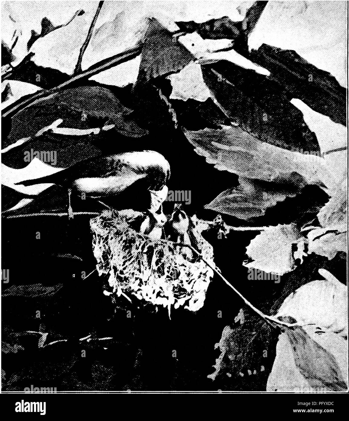 . Uccelli utili e la loro protezione. Contenente una breve descrizione dei più comuni e più specie utili del Massachusetts, con gli account delle loro abitudini alimentari e un capitolo sui mezzi di attrazione e di proteggere gli uccelli. Gli uccelli; uccelli. Piastra IV. - Red-eyed Vireo alimentazione dei giovani. (Fotografia di C. A. Reed.). Si prega di notare che queste immagini vengono estratte dalla pagina sottoposta a scansione di immagini che possono essere state migliorate digitalmente per la leggibilità - Colorazione e aspetto di queste illustrazioni potrebbero non perfettamente assomigliano al lavoro originale. Forbush, Edward Howe, 1858-1929; Massachusetts. La scheda Stato di macchine per l'Agricol Foto Stock