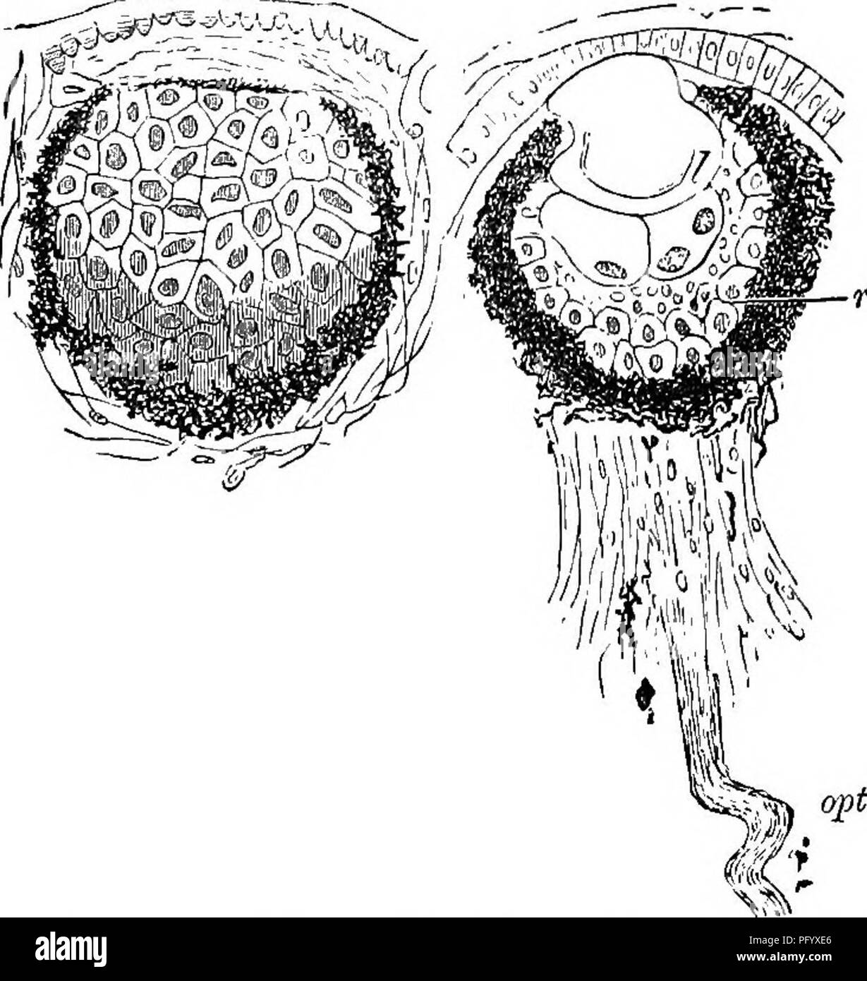 La vita degli animali come influenzata dalle condizioni naturali di  esistenza. Ecologia animale. 378 L'INFLUENZA DI VIVERE SDRROUNDINGS.  costruzione del possibile processo di sviluppo di sncli un occhio dalla  semplice condizioni.