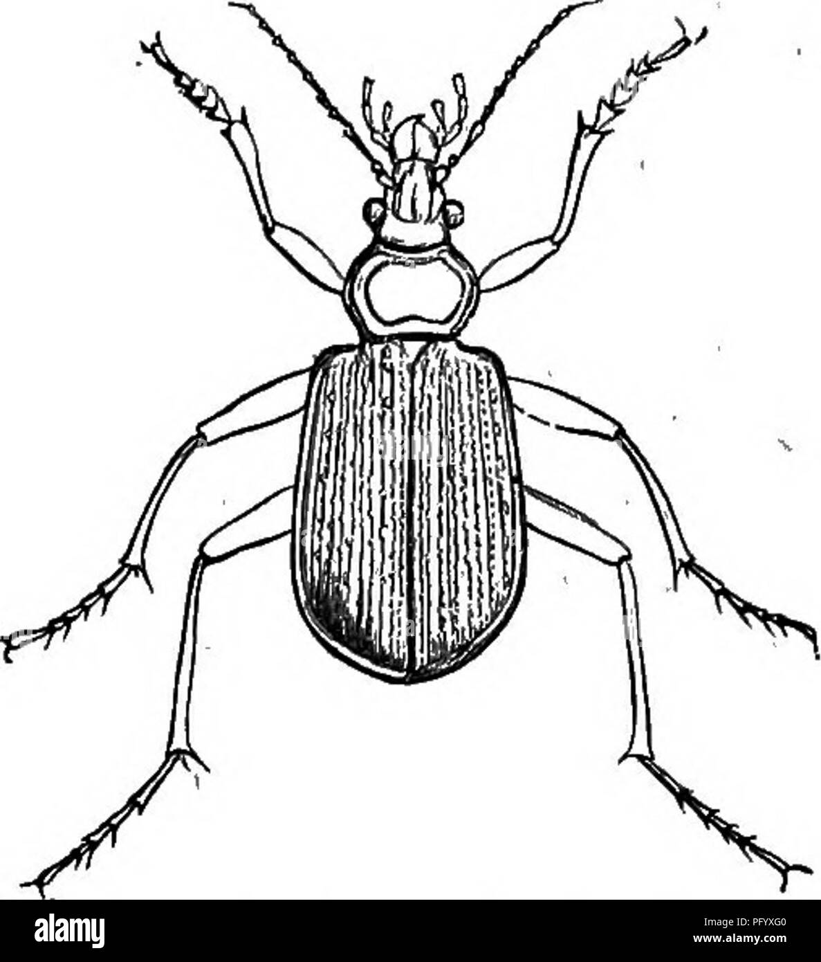 Questa immagine mostra utili specie di uccelli del Massachusetts, concentrandosi sulle loro abitudini alimentari e sui metodi di protezione. Evidenzia anche gli scarabei predacei che controllano le popolazioni di parassiti, come gli scarabei tigre e le coccinelle. Foto Stock