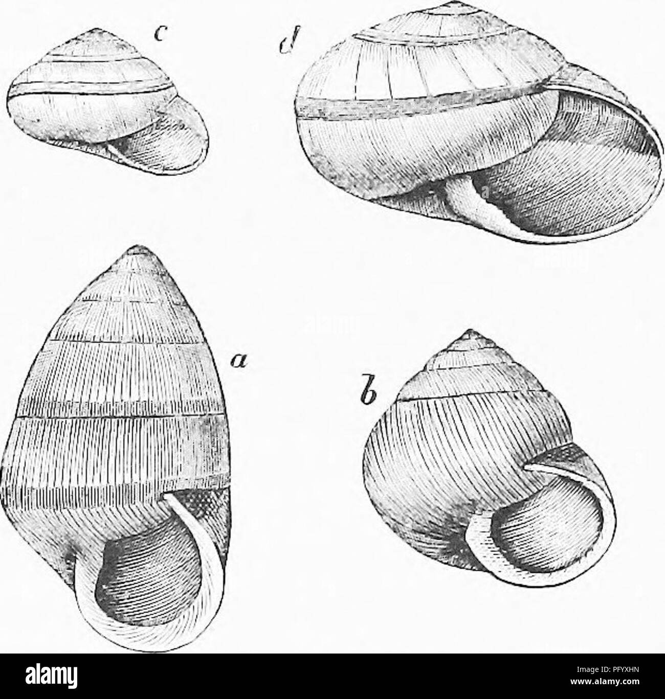 . La vita degli animali come influenzata dalle condizioni naturali di esistenza. Ecologia animale. 284 L'influenza di inanimato SUEEOUNDINGS. che aggiunge le Molucche e Celebes. Ma questo a prescindere dal LA QUESTIONE COSI SOLLEVATA, che tratterò attualmente, le diverse porzioni di questa provincia: la malese presentano grande e straordinario differenze. Un maggiore contrasto può difficilmente essere concepita, a quella, per esempio tra la fauna di Hong Kong, Amoy, o addirittura Siam, su un lato e Borneo, Giava e Sumatra, sull'altro. E questa differenza è stata ripetuta in un sorprendente modo nella Filippi Foto Stock