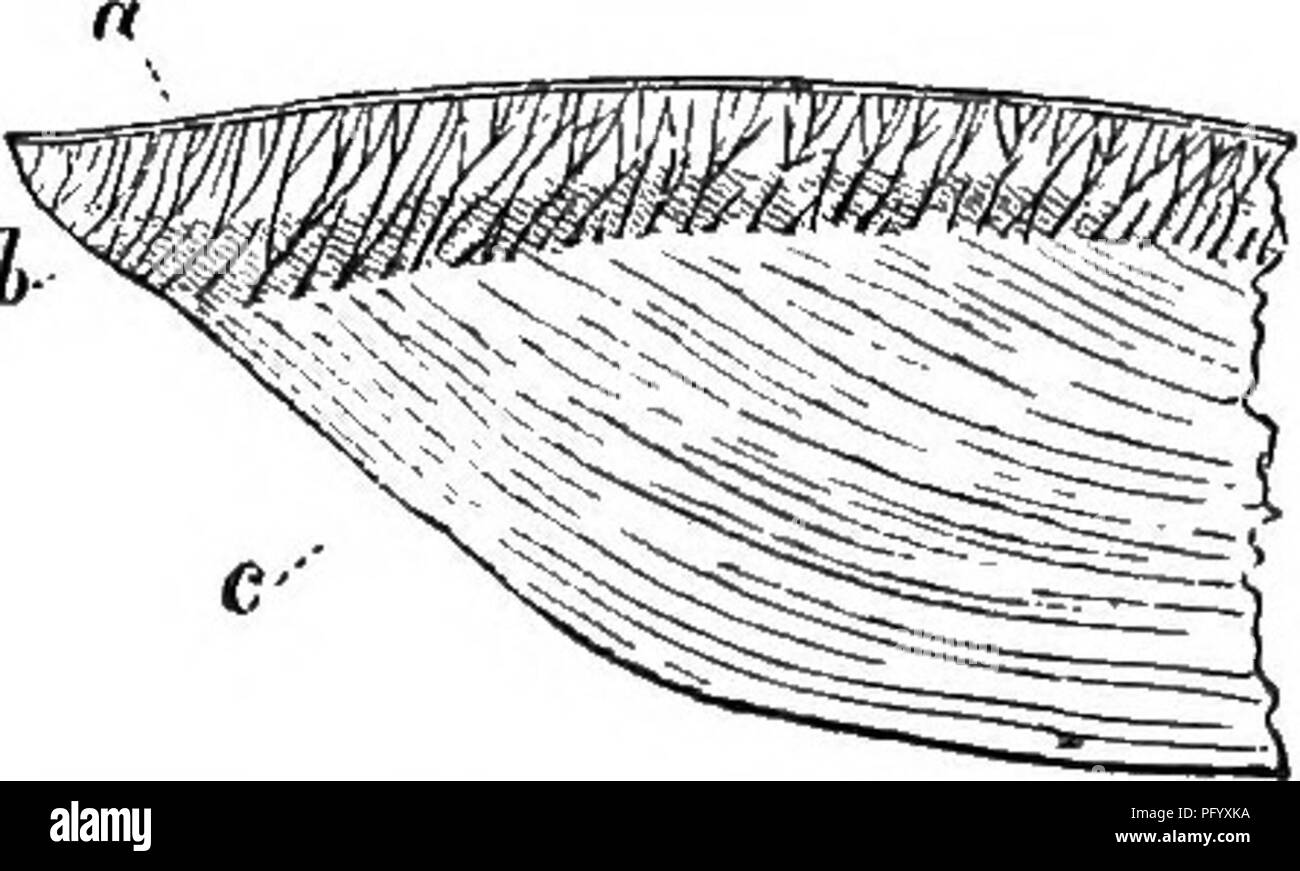 Elenco esempi di phylum molluschi