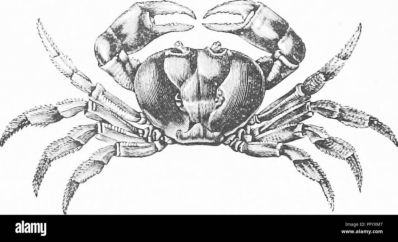 . La vita degli animali come influenzata dalle condizioni naturali di esistenza. Ecologia animale. 192 L'influenza di inanimato SUKEOUNDINGS. polmoni, riapre il sifone, e ammette un flusso di acqua attraverso di esso nella cavità brachiale."" alcune specie di Kerilina delle Filippine e isole Pelew vivere costantemente sulla terra, e apparentemente andare in acqua solo quando si desidera deporre le uova; altre specie effettivamente risiedono nell'acqua spesso fanno lunghi viaggi via terra, come 1 mi hanno spesso avuto l opportunità di osservare nelle isole Pelew. In queste specie le branchie sono comparativamente sm Foto Stock