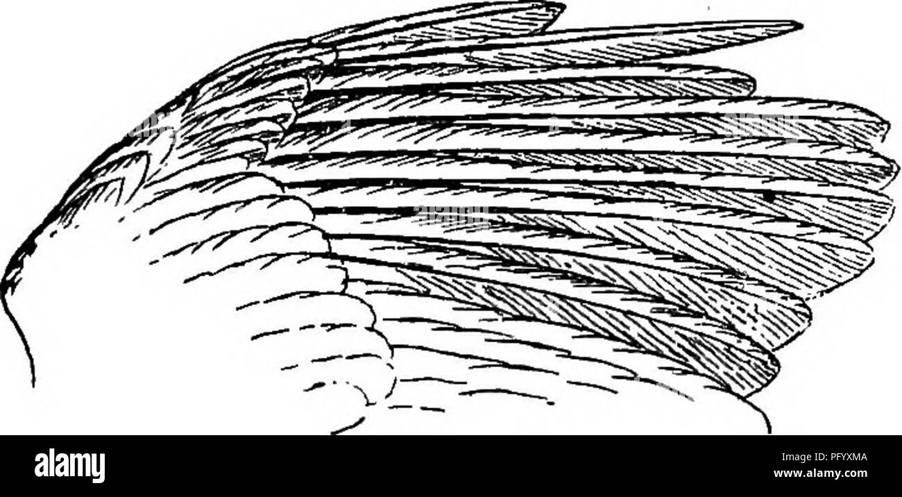 . Gli uccelli della Guiana britannica, basato sulla raccolta di Federico Vavasour McConnell. Gli uccelli. FLDVIOOLA.-ARUNDINICOLA. 139 La seguente nota haa stato copiato da H. Lloyd-Price (Timehri (2) v. p. 64) che commento come segue:-" nei cespugli bassi, specialmente quando pendono su acqua, il piccolo bianco e nero seta di cotone-bird [Fluvicola pica), costruisce una cupola a forma di nido di pimpler asciutto bastoni e stabilisce tre uova che sono bianchi, debolmente macchiato con rosso." Il sig. J. J. Quelch (Timehri (2) v. p. 91) osservato questa specie di Georgetown e commento:-" molto piccoli comuni tiranno, circa 4-5 Foto Stock