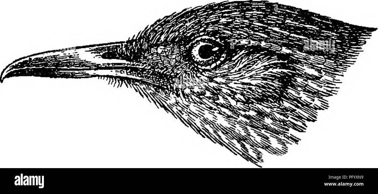 . Gli uccelli della Guiana britannica, basato sulla raccolta di Federico Vavasour McConnell. Gli uccelli. SITTASOMUS.-D-ENDROCINCLOPA. 119 di coda, al di sopra e al di sotto, bright rufous; axillaries e sotto il parafango -- Converte scialbi-bianco ; sotto la superficie pf quills di colore marrone scuro con cannella-rufous sui bordi interni alla base. Lunghezza totale 168 mm., esposti culmen 14, Ala 85, la coda 84, Tarso 17. Famale adulti. Simile al maschio adulto ma piuttosto piccoli. Ala 78 mm. Questa specie non è rappresentato nella collezione McConnell e il maschio e la femmina da cui le descrizioni sono adottate sono nel British Museum e noi Foto Stock
