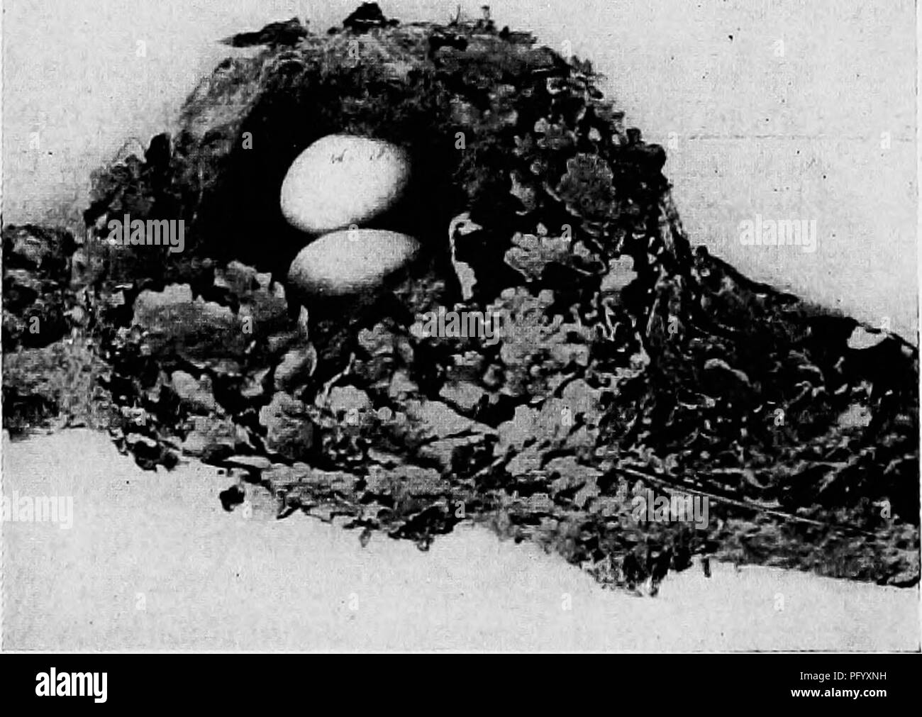 . Gli studi della telecamera di uccelli selvatici nelle loro case . Gli uccelli e la fotografia di uccelli. 90 mai visto un gufo prima ma era perfettamente disposti a prendere una probabilità su hectoring lui. Ogni volta che lei ha volato attraverso la camera avrebbe fischio con glee come egli aprì gli occhi e lampeggiato a lei. Il gufo non fece alcun tentativo per dissuadere dal suo gioco ma immagino che egli era saj'ing a se stesso: "Basta attendere fino a quando la notte, j^ou poco imp blu, e farò torcere il collo." Naturalmente Come Kitty è stata fissata con sicurezza nel suo appartamento prima del buio, il gufo non aveva alcuna possibilità di ottenere la sua vendetta. È un peccato che tale bea Foto Stock