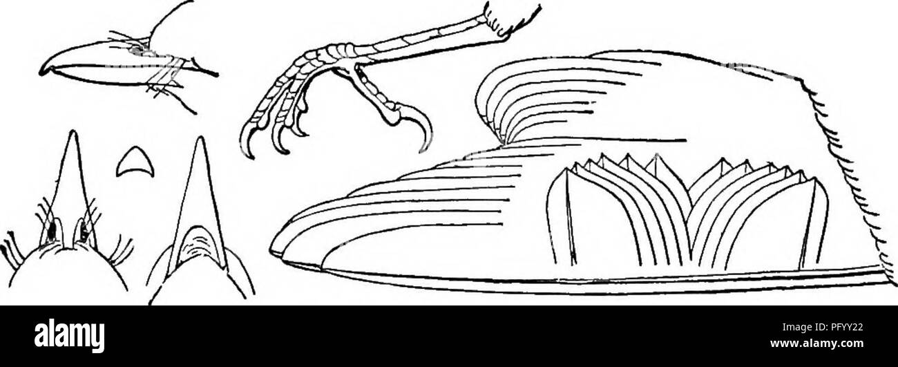 . Gli uccelli del Colorado valley ... scientifico e popolare informazioni riguardanti North American ornitologia;. Gli uccelli. 496 CHAEACTKES DI VIEEO OLIVACEUS Kefl-fy'd Ply-Catcher, Mnscicapa oculls mbrls, cancelli. Auto. i. 1771,54, pi. 54 (inferiore flg.). D'OLIVA Flycatcher colorati, Sdw. "Gl. 93,pl.253". Gobe-monche de la Jamalque, MnsclcapaJamalceii8lg,â€mÂ".ii.lS60,4l0,n.37 (parziale). Red-eyed Flycatcher, Perm. AZ. ii. 1785, 387, u. in.âLa(h. "Syn. iL 351, n. 5l".âSUpK Gen. Zool. x. 1817,379. MoucberoUe olire, Le Maine, OIS. Canad. 1861,160. Red-eyed Tlreo o Greenlet, Aud. di autori. Foto Stock