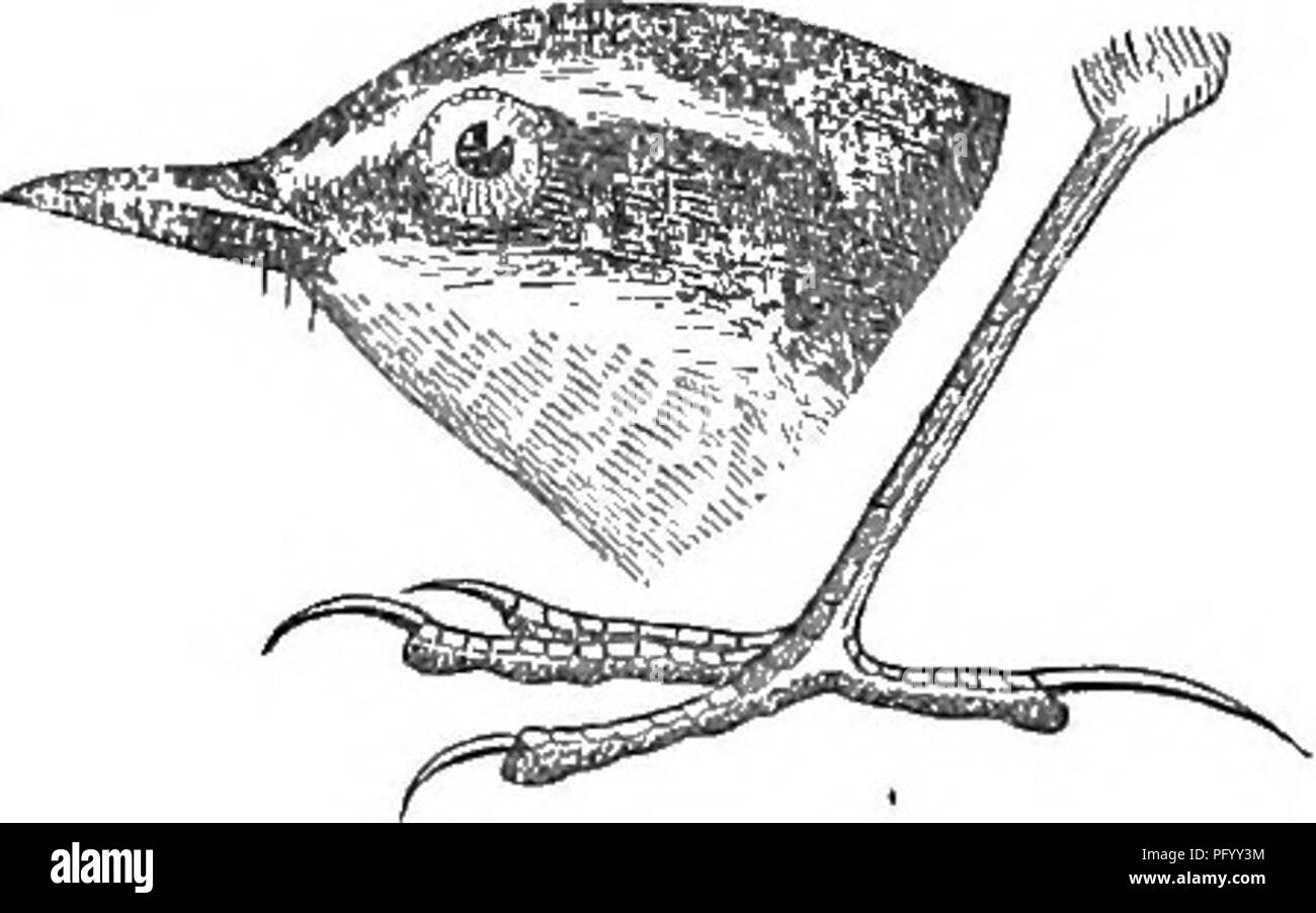 . Gli uccelli del Colorado valley ... scientifico e popolare informazioni riguardanti North American ornitologia;. Gli uccelli. 1 92 MOTACILLID ANTHIN^^ un'jfHUS sono due gruppi nella famiglia, couimouly ammessi come sub- famiglie. In uno di questi, il Motacillince, o tipiche cutrettole, la coda è allungata a pari o superiore del parafango, e formata di strette piume gradualmente rastremato a loro estremità arrotondate; solo tre colori primari di solito entrare nel punto dell'anta; la tarso sono più lunghi e slenderer; le dita dei piedi laterali sono più brevi e la sj'Stem di colorazione per la maggior parte di ciò che un pittore avrebbe Foto Stock