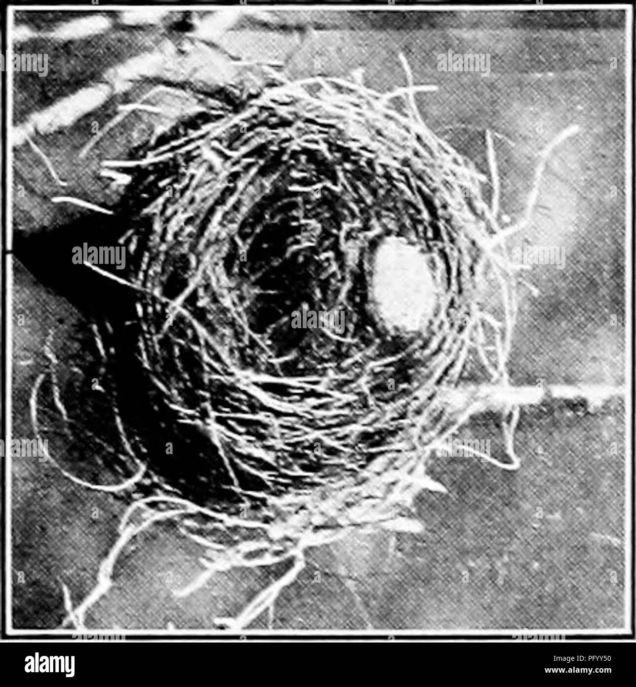 . Homing con gli uccelli; la storia di una vita di esperienza personale con gli uccelli. Gli uccelli. 370 ATITH HOMING GLI UCCELLI. Uovo Coirhird icalled ihc nel fondo del nido sparrow credit tranne la exter- mination di qualche erba- tramogge, a cui la hirk e boboHnks coukl partecipare efficacemente in sua assenza. AMien ricordo che nella mia esperienza acquisita negli Stati ence in photogTaphically riproducente la vita sua- toria di uno di questi uccelli, ho offerto incontroverti-. Si prega di notare che queste immagini vengono estratte dalla pagina sottoposta a scansione di immagini che possono essere state migliorate digitalmente per la leggibilità - Colorazione e aspetto Foto Stock