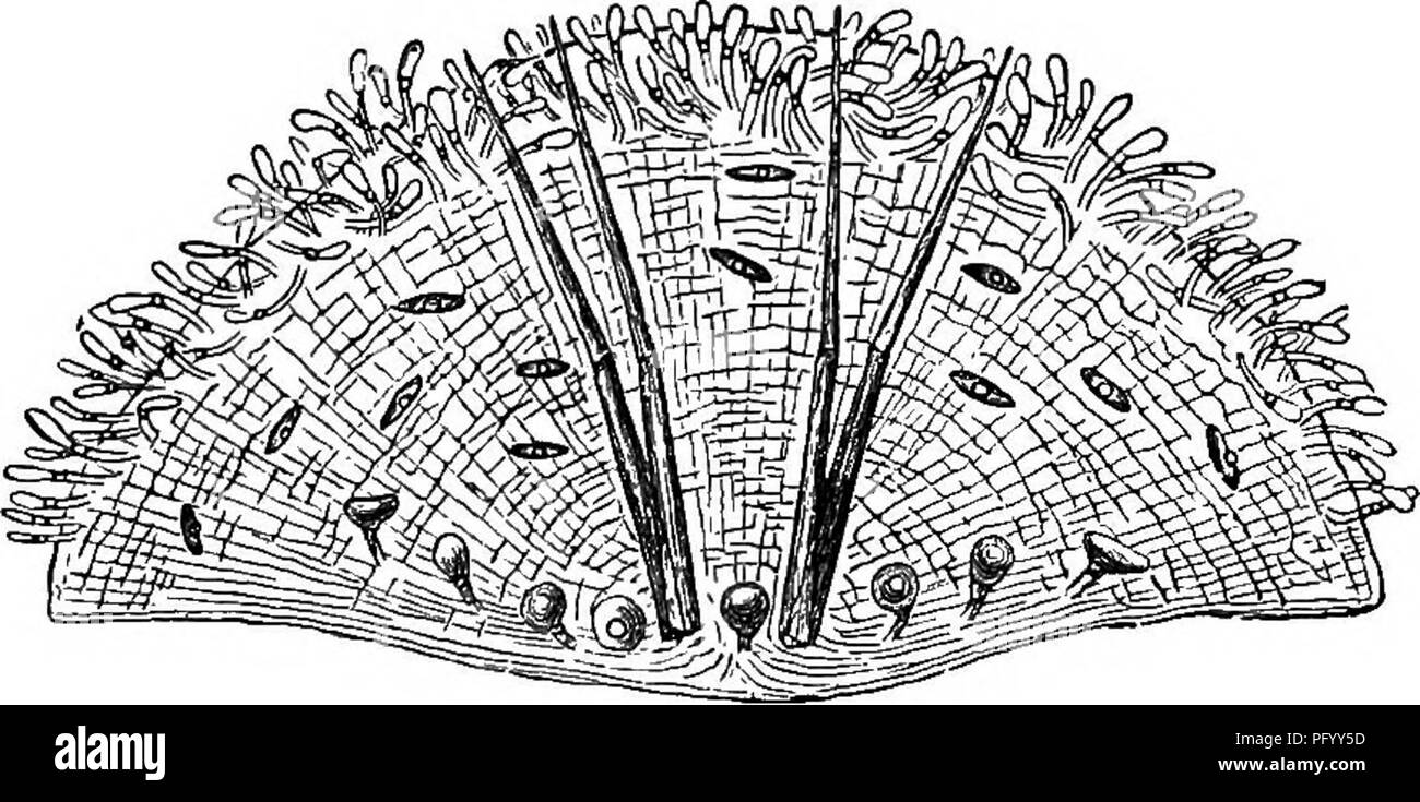 . Piante insettivore. Piante carnivore; piante. Cap. XVn. STKUCTUKE DELLA VESCICA". 399 fuori, sei o sette lungo, appuntito, multicellulai setole. Tali prolungamenti della vescica può essere convenientemente chiamato antennss, per tutta la vescica (vedere fig. 17) curiosamente assomiglia ad un entomostracan crus- tacean, il corto peduncolo che rappresenta la coda. In fig. 18, l'antenna vicino da sola è mostrata. Al di sotto di due antenne alla fine della vescica è leggermente tronco, e qui si trova la parte più importante di tutta la struttura, vale a dire l'ingresso e valye. Su ciascun lato o Foto Stock