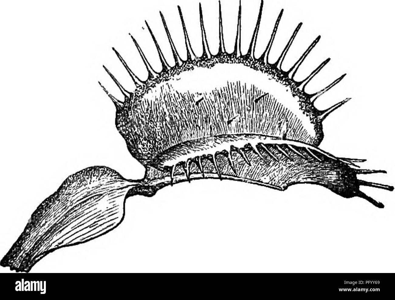 . Piante insettivore. Piante carnivore; piante. Cap. XUL STRUTTURA DI FOGLIE. 287 i due lobi riposare un po' meno di un angolo retto tra di loro. Tre minuti di processi appuntita o filamenti, disposti a triangolo, sporgono dalla superficie superiore di entrambi ; ma ho visto due foglie con quattro filamenti su ciascun lato e un altro con solo due. Questi filamenti sono notevoli dalla loro estrema sensibilità a un tocco, come mostrato non da loro niovement, ma da quello dei lobi. I margini delle foglie sono prolungati in sharp proiezioni rigida che chiamerò picchi, in ciascuna delle Foto Stock