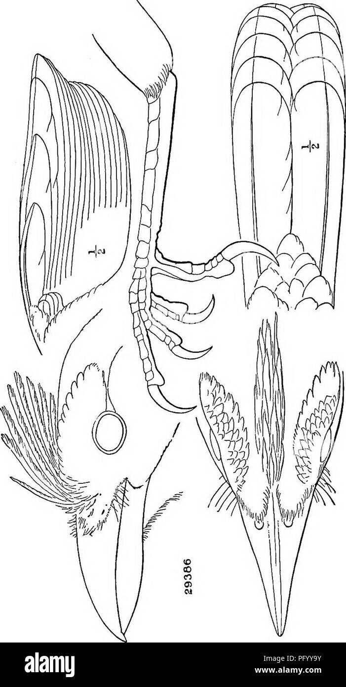 Questa immagine è tratta da un catalogo che descrive in dettaglio le specie di uccelli del Nord e del Medio America, evidenziando vari gruppi e sottospecie dall'Artico a Panama. La collezione fornisce una panoramica completa della diversità aviaria che si trova in America settentrionale e centrale, nei Caraibi e nelle isole Galapagos. Foto Stock